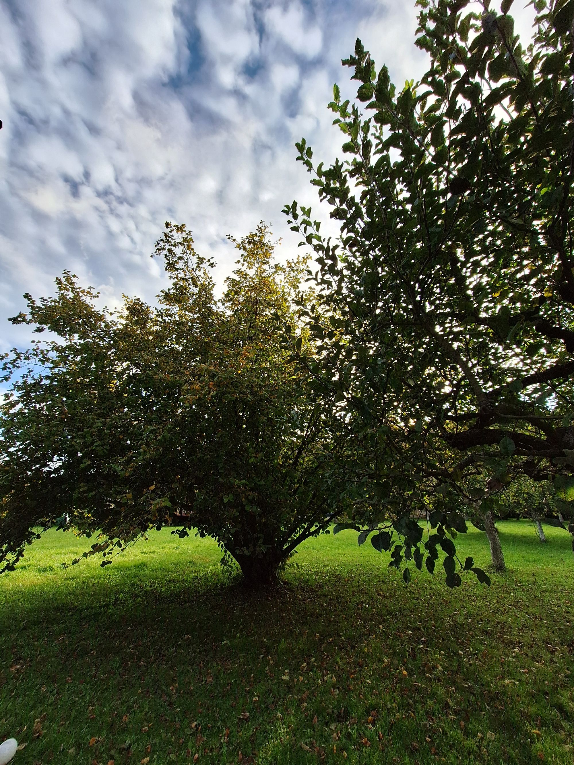 Tábořiště v ovocném sadu foto 3