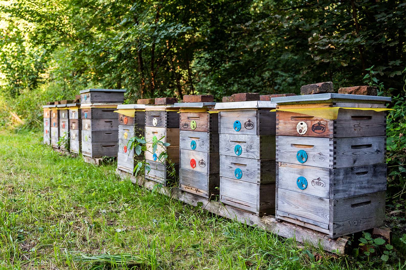 Včelařství Švoma foto 3