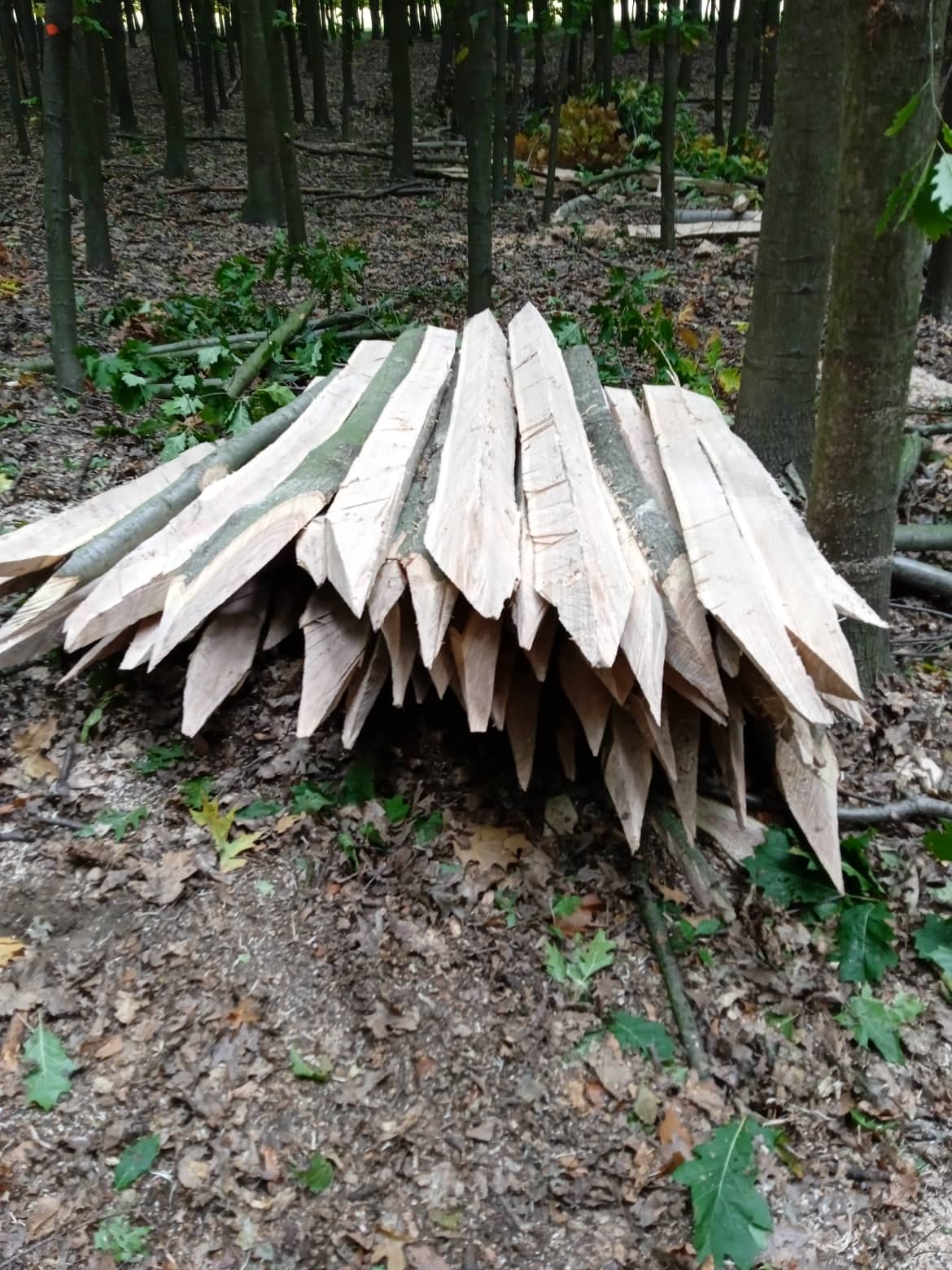 Lesní práce Zdenek Pokusa foto 4