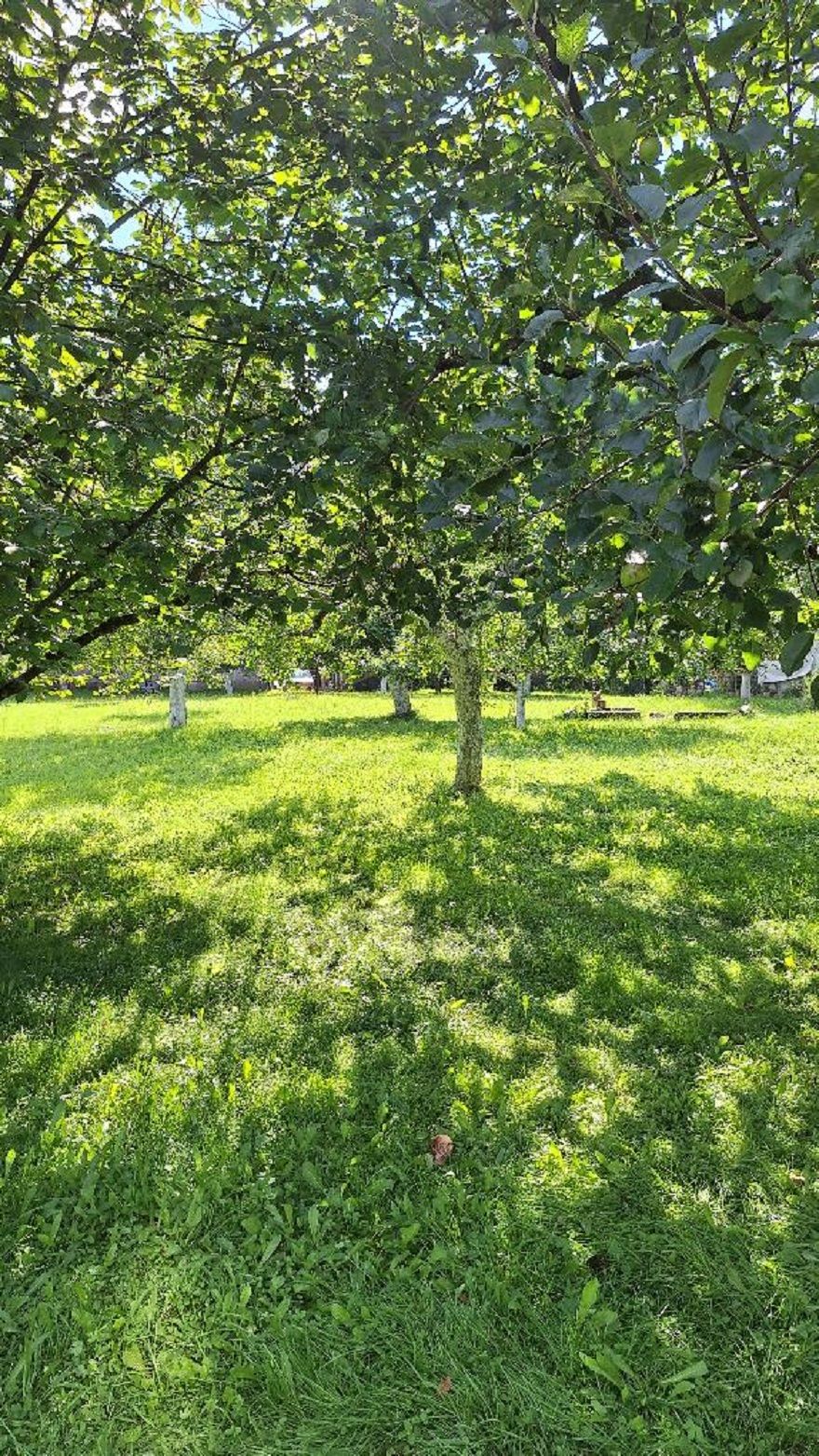 Tábořiště v ovocném sadu foto 2