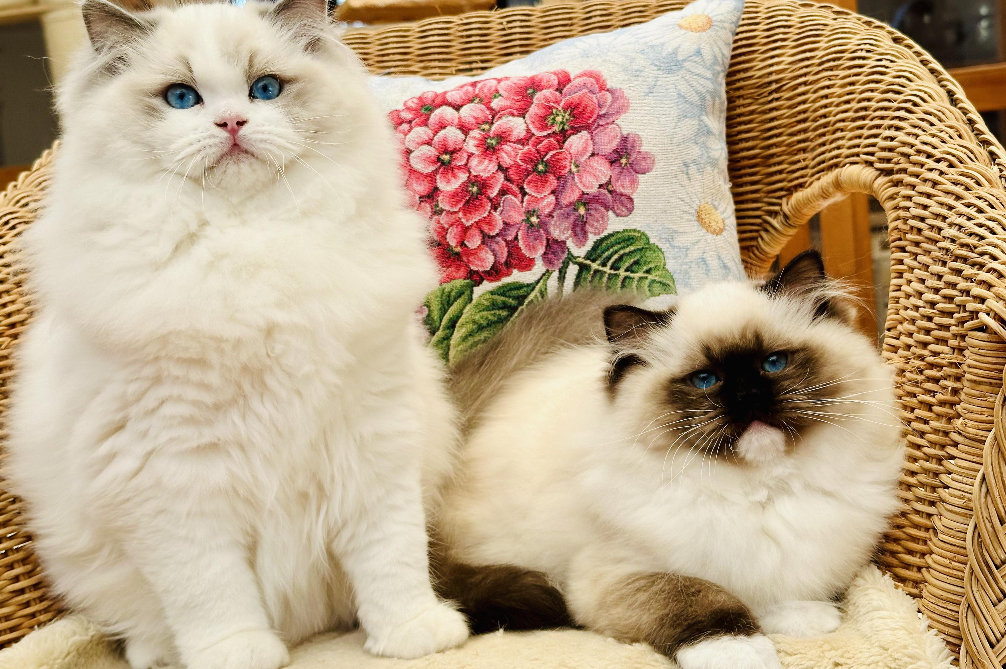 Ragdolls of EULALIE - chovatelská stanice koček Ragdoll