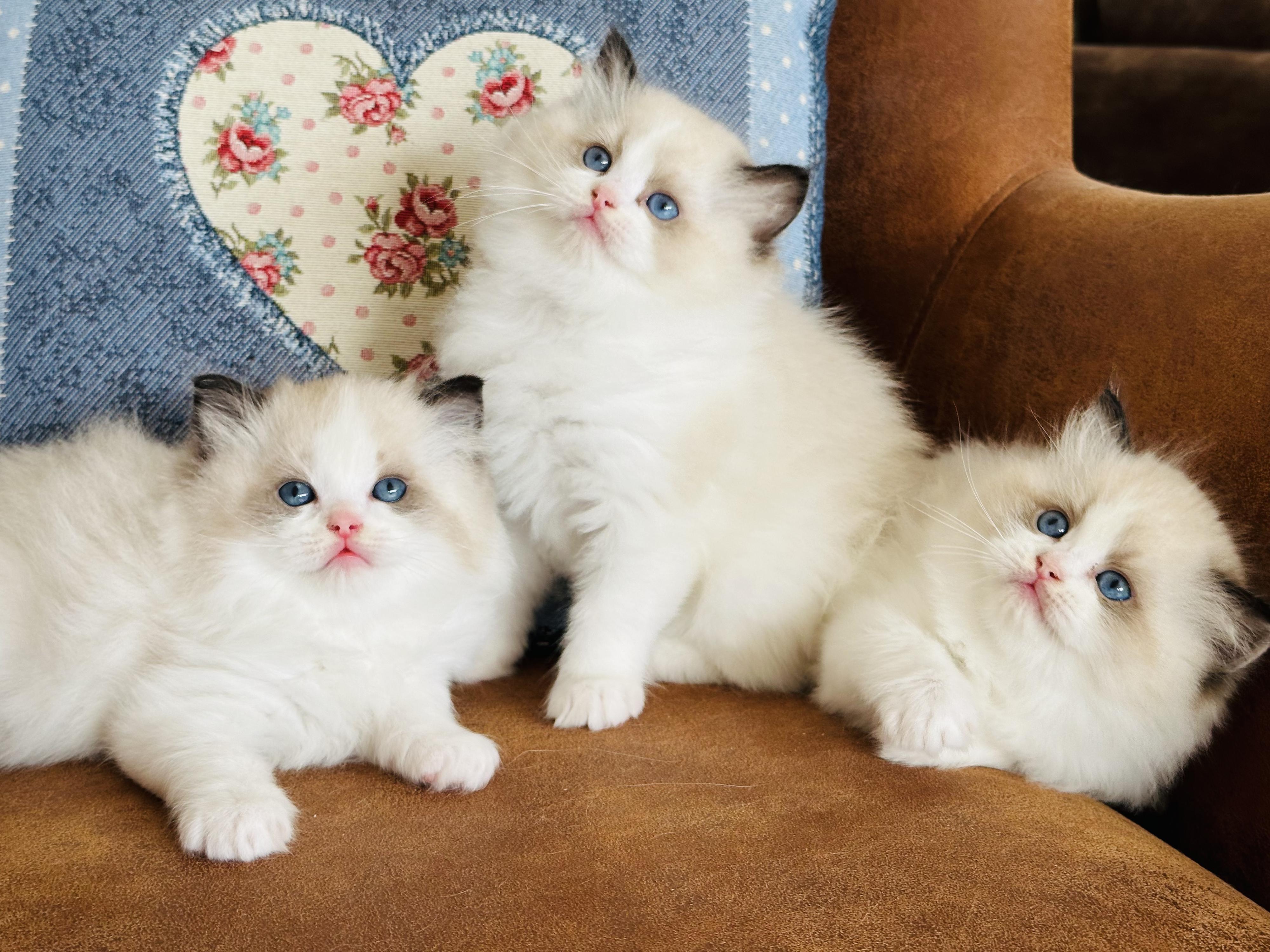 Ragdolls of EULALIE - chovatelská stanice koček Ragdoll foto 2