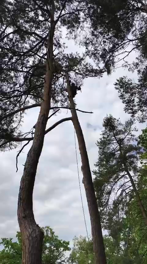 Rizikové kácení Vlastimil Kovář a spol. foto 2 (náhled videa)