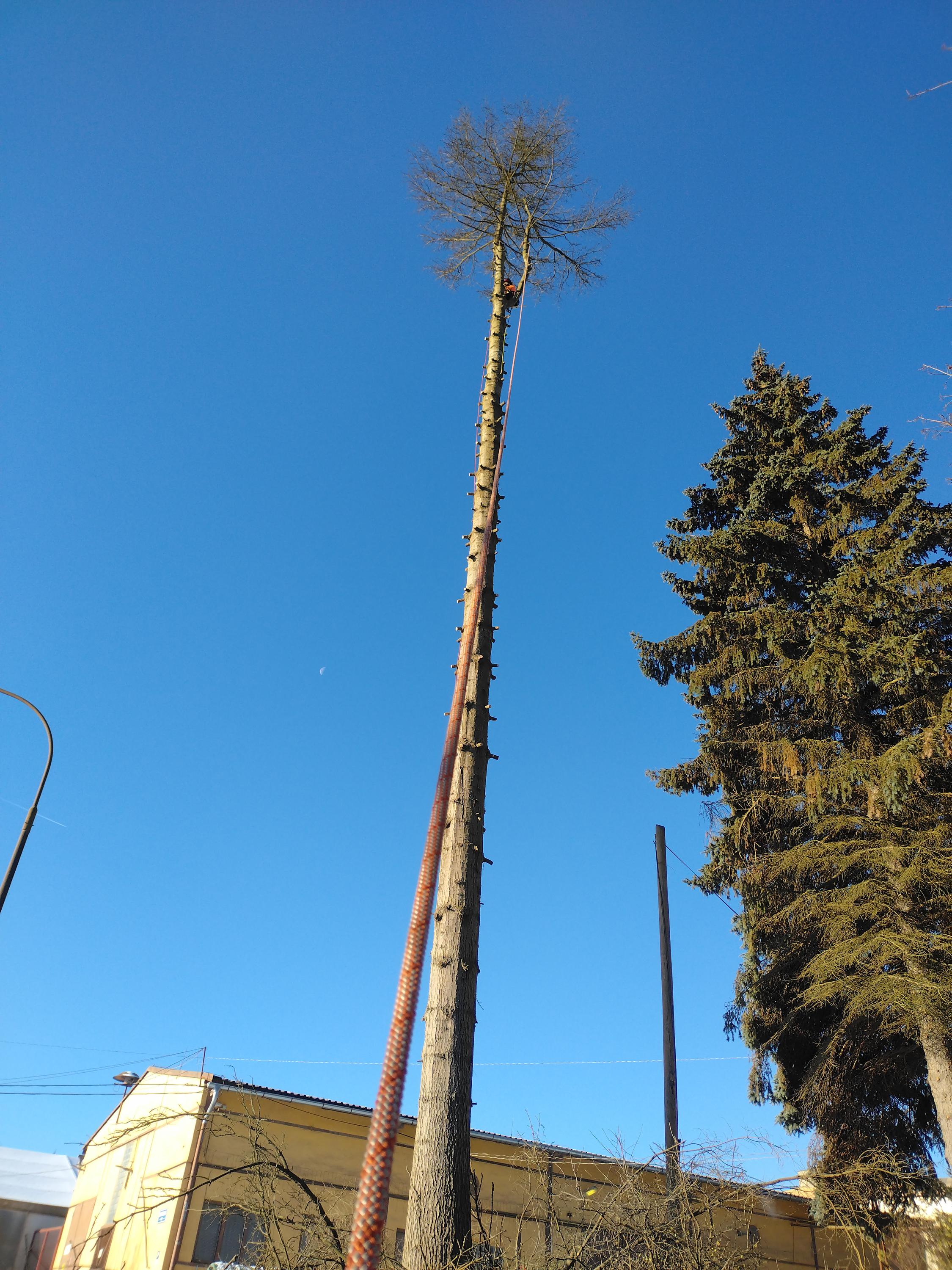 Anděl kácí stromy foto 5