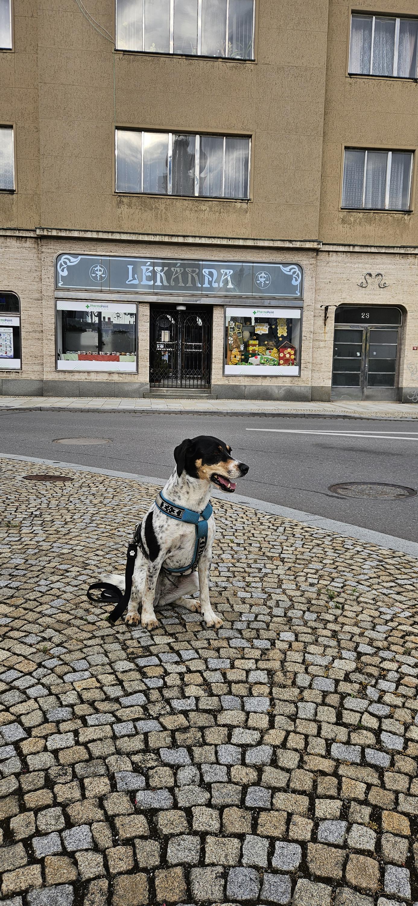 Lékárna U Zlaté koruny foto 4