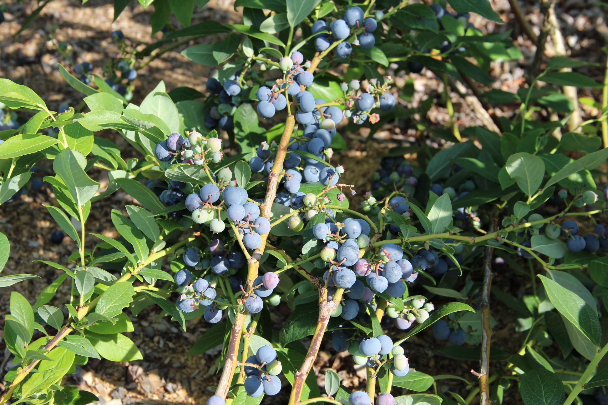 Borůvková plantáž Zdiby foto 3