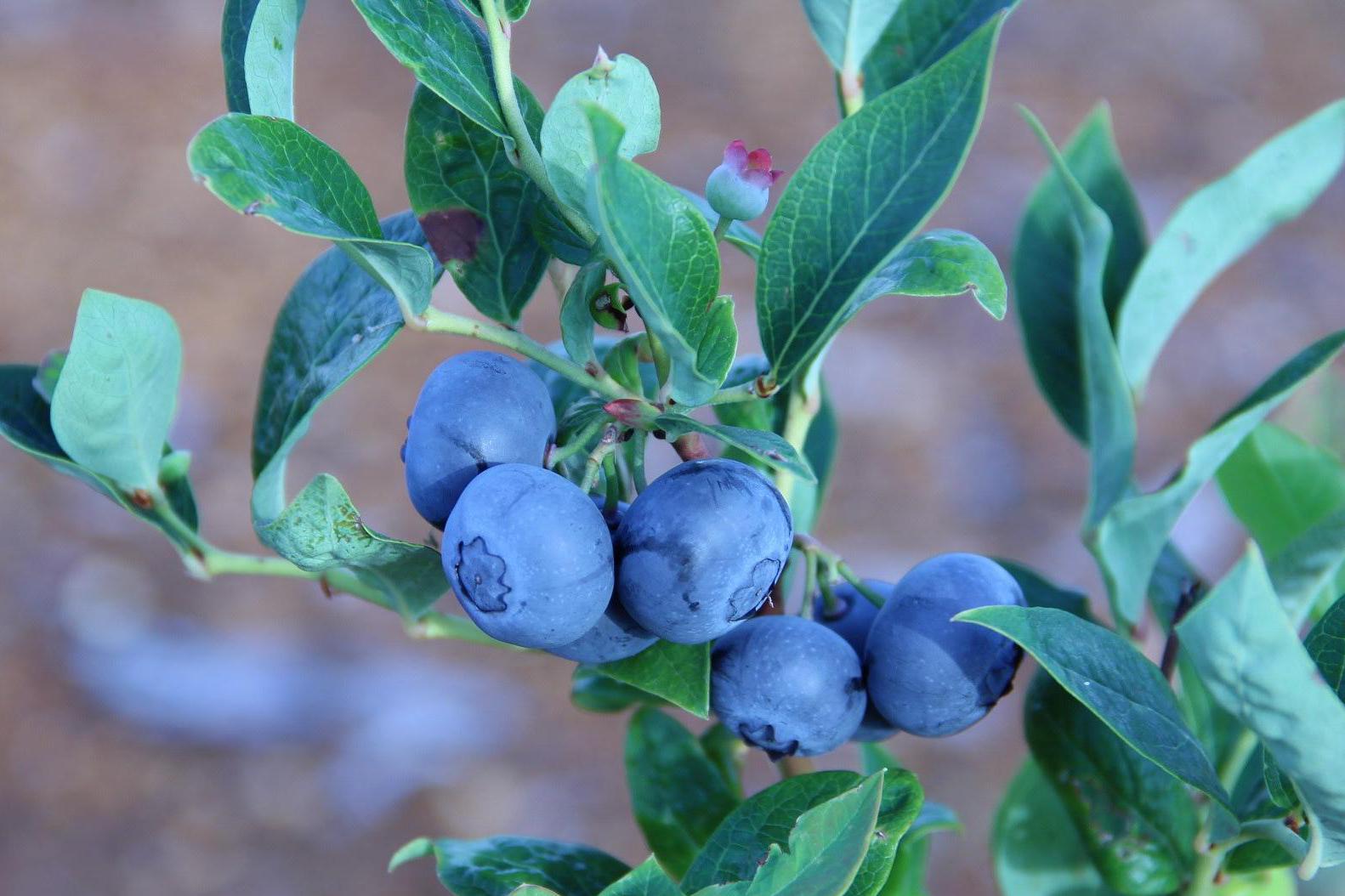 Borůvková plantáž Zdiby