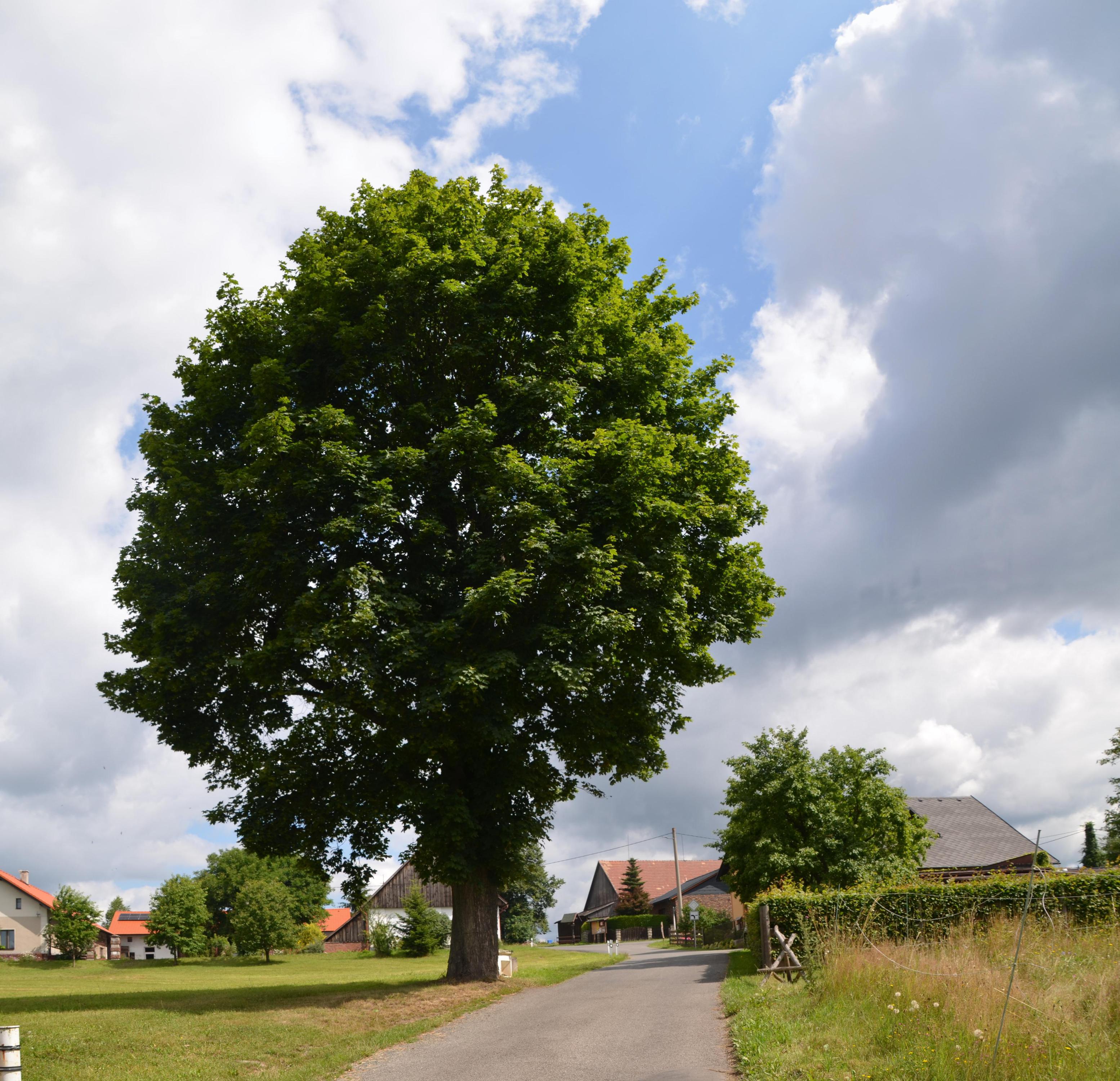 Hřebčín Siana foto 6
