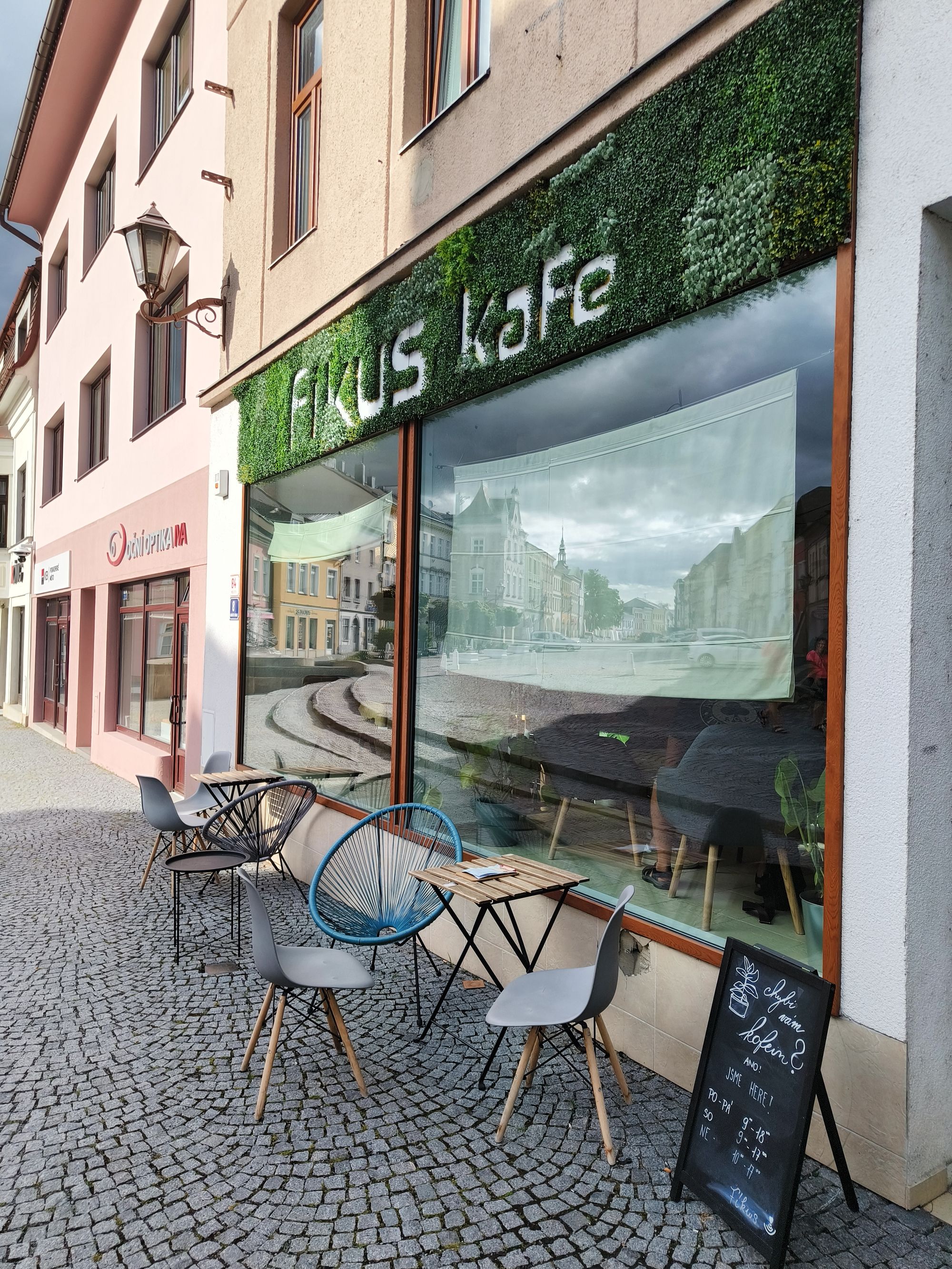 Fíkus kafe foto 3