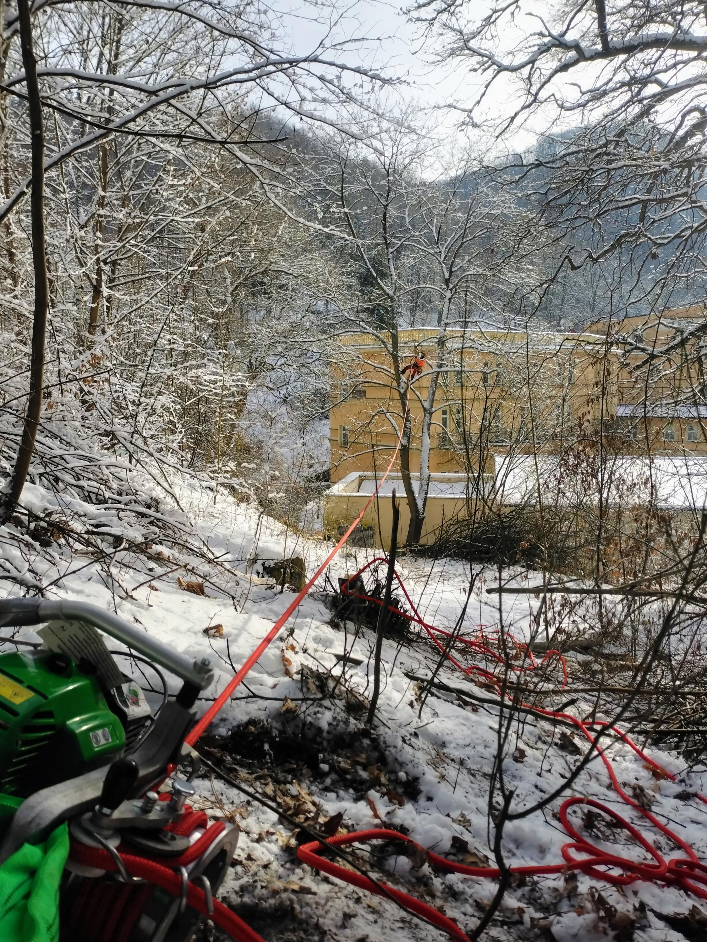 Anděl kácí stromy foto 2