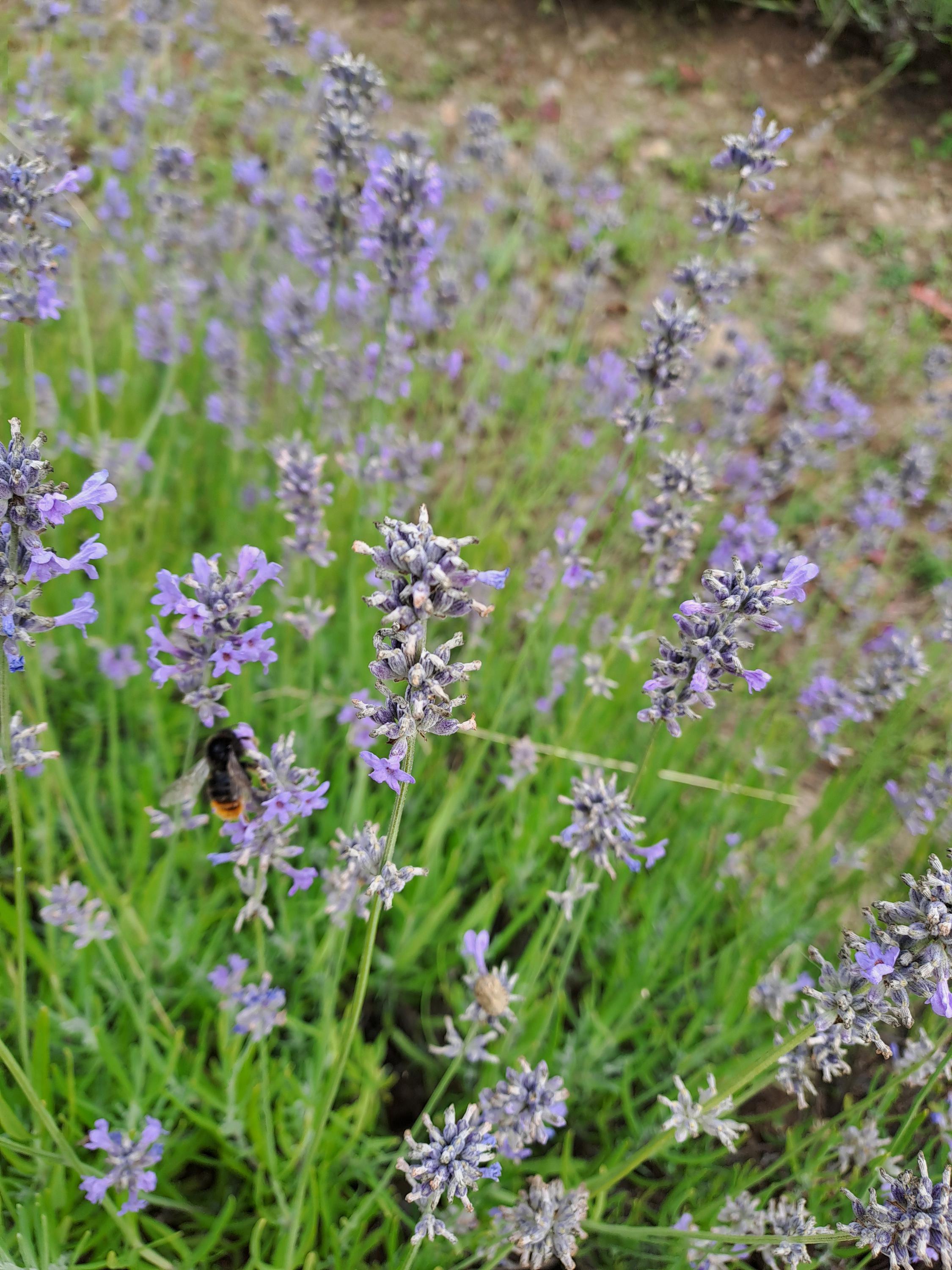 Kytky z České Sibiře foto 3