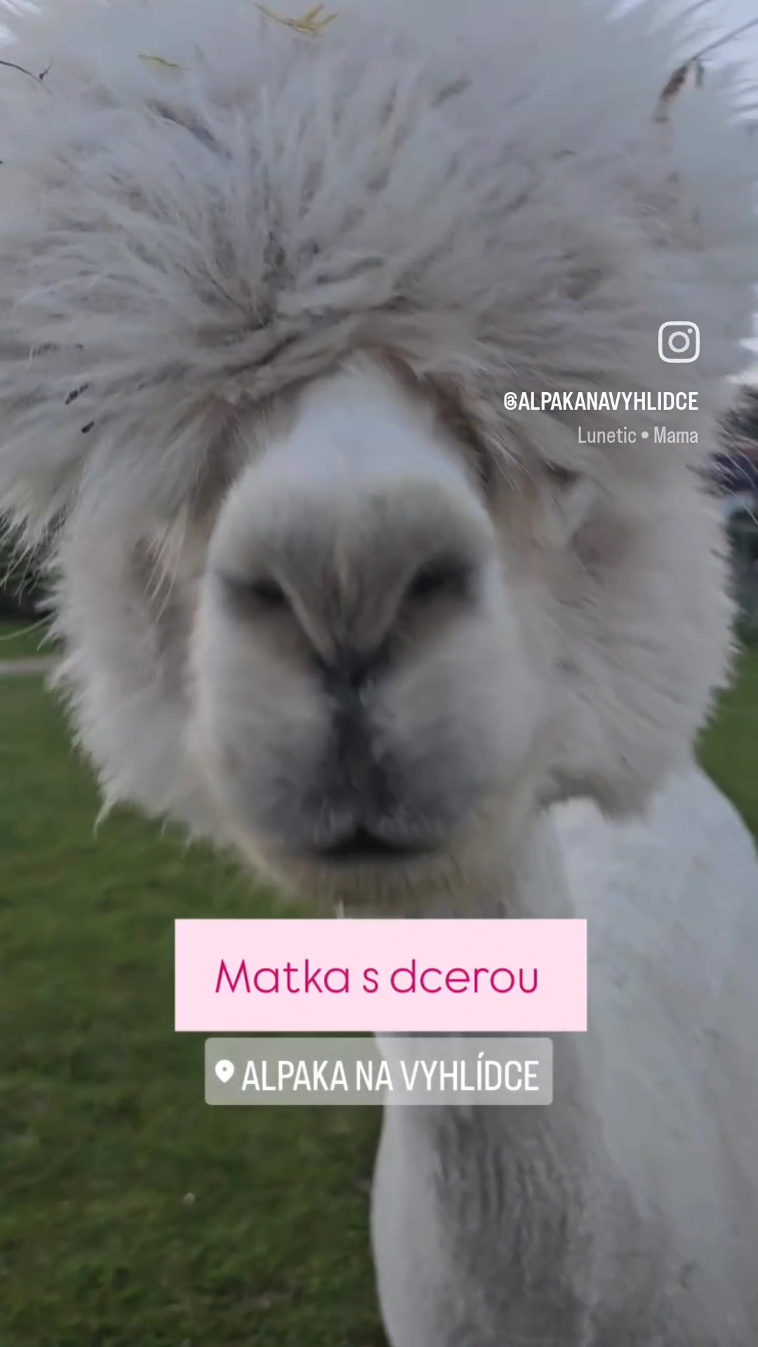 Alpaka farma Na Vyhlídce foto 2 (náhled videa)
