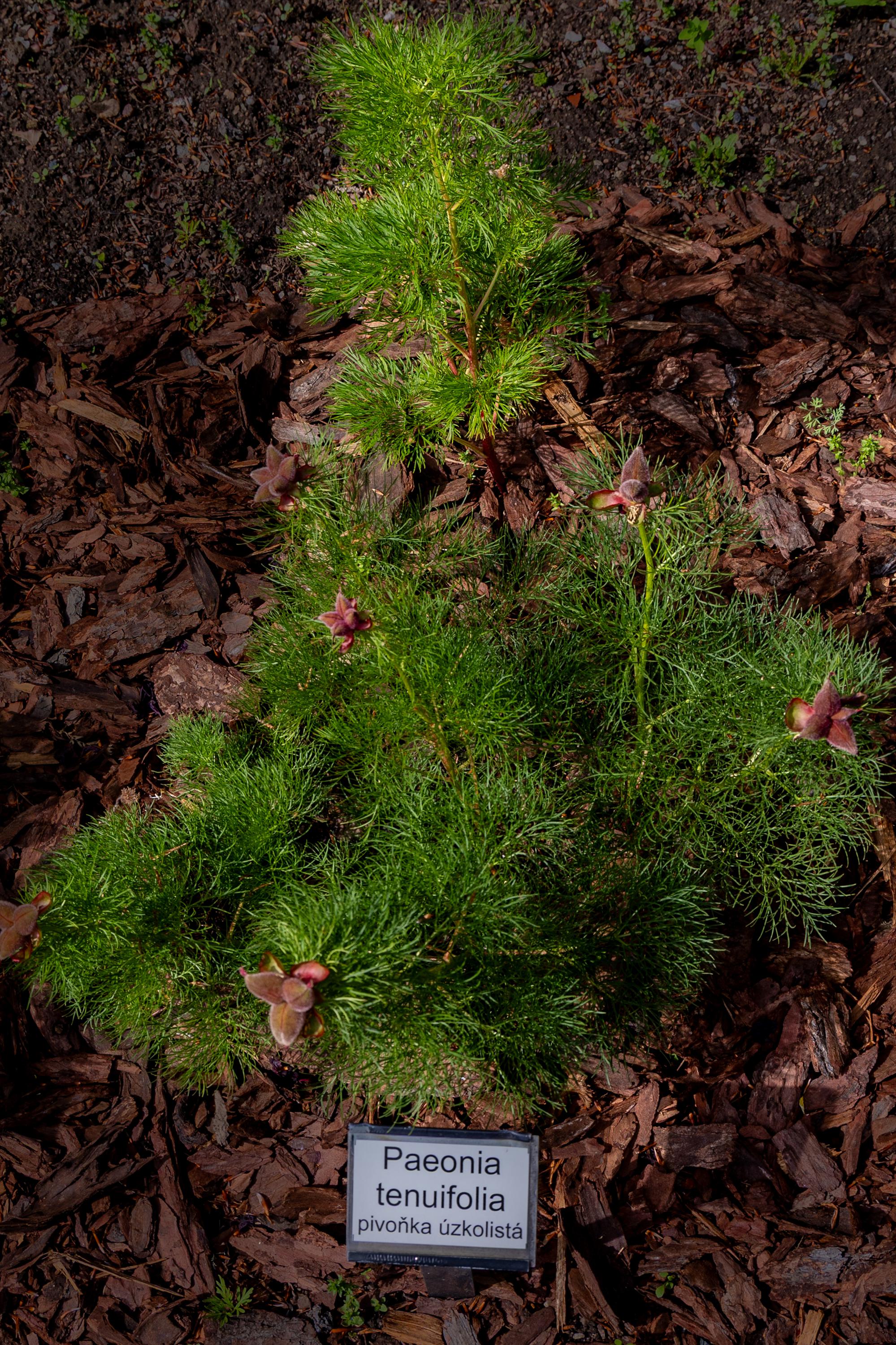 Botanická zahrada Přírodovědecké fakulty Masarykovy univerzity foto 4