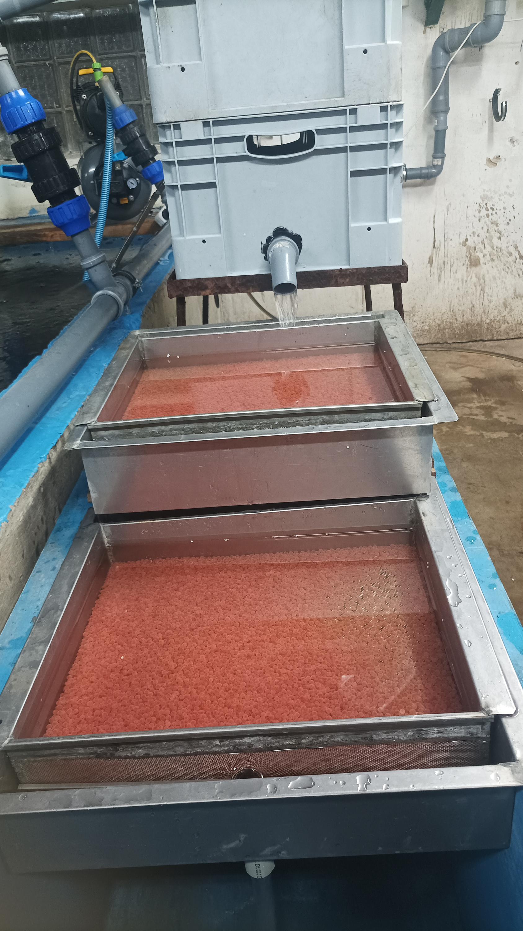 Sádky Hrádek - Roman Moulis foto 3