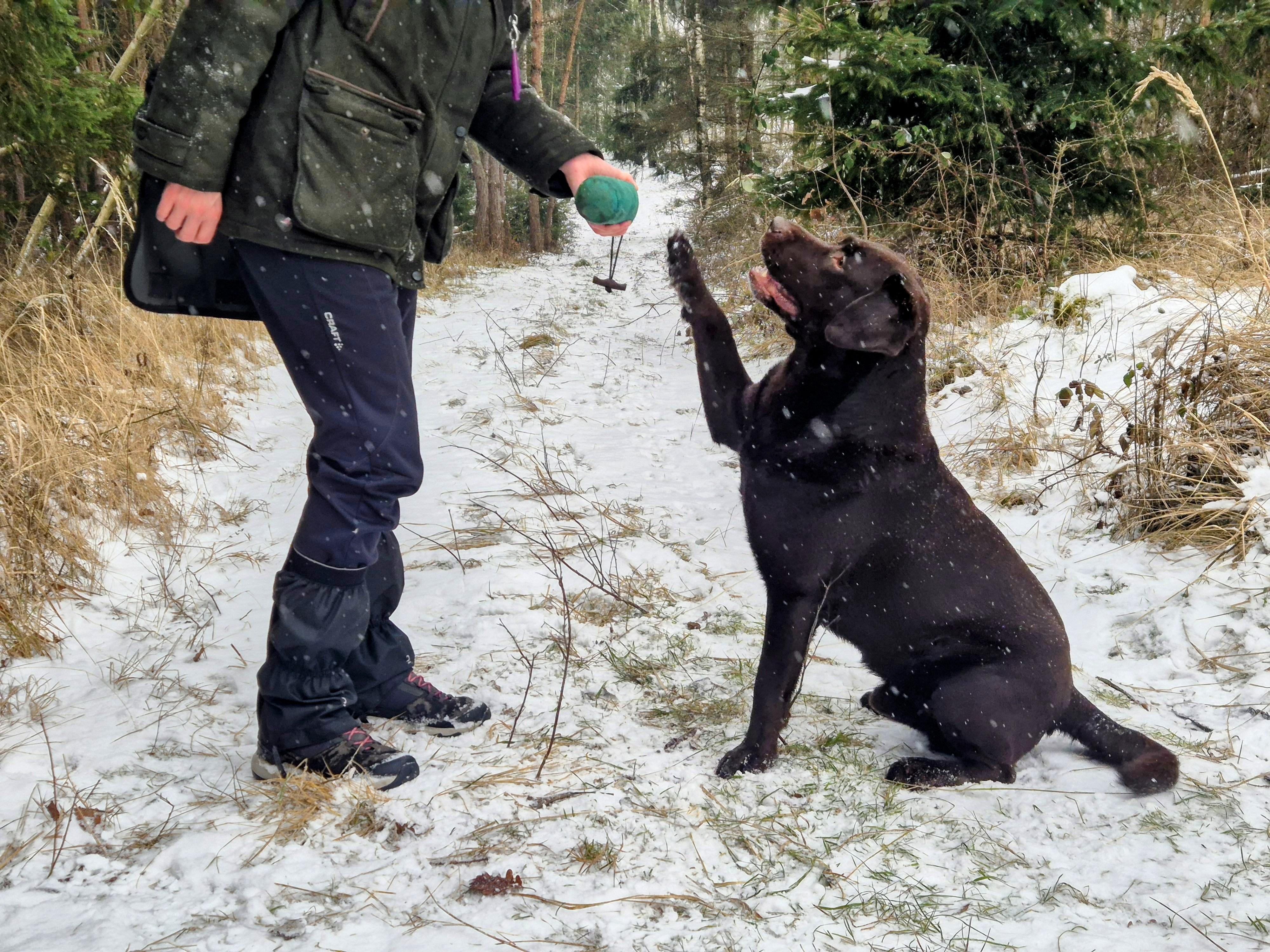 Wildberry Gundogs - Veronika Majerová foto 2
