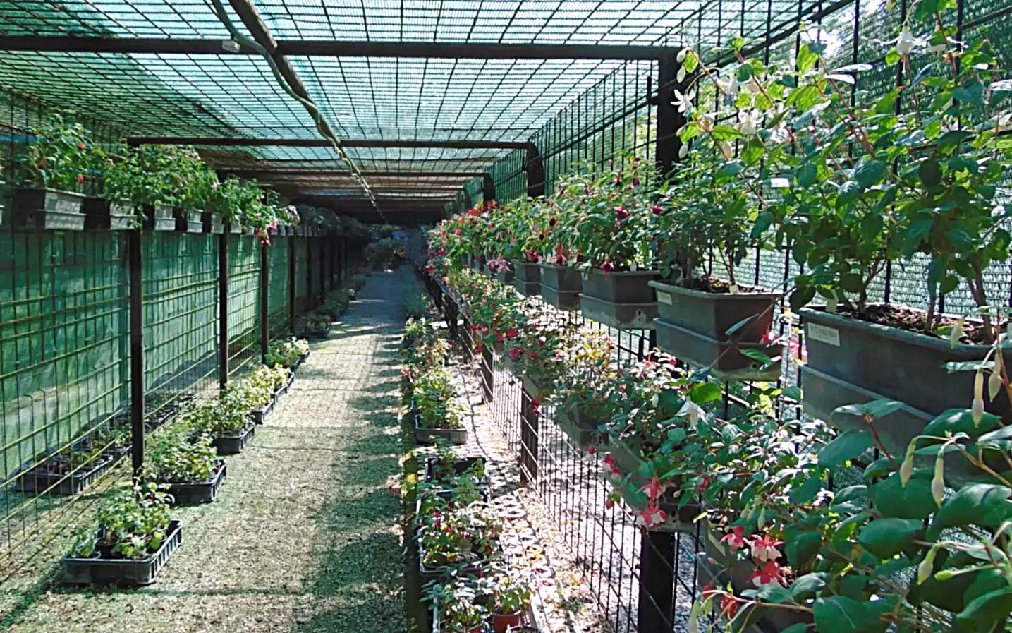 Fuchsie - Zámecká zahrada Buchlovice foto 6