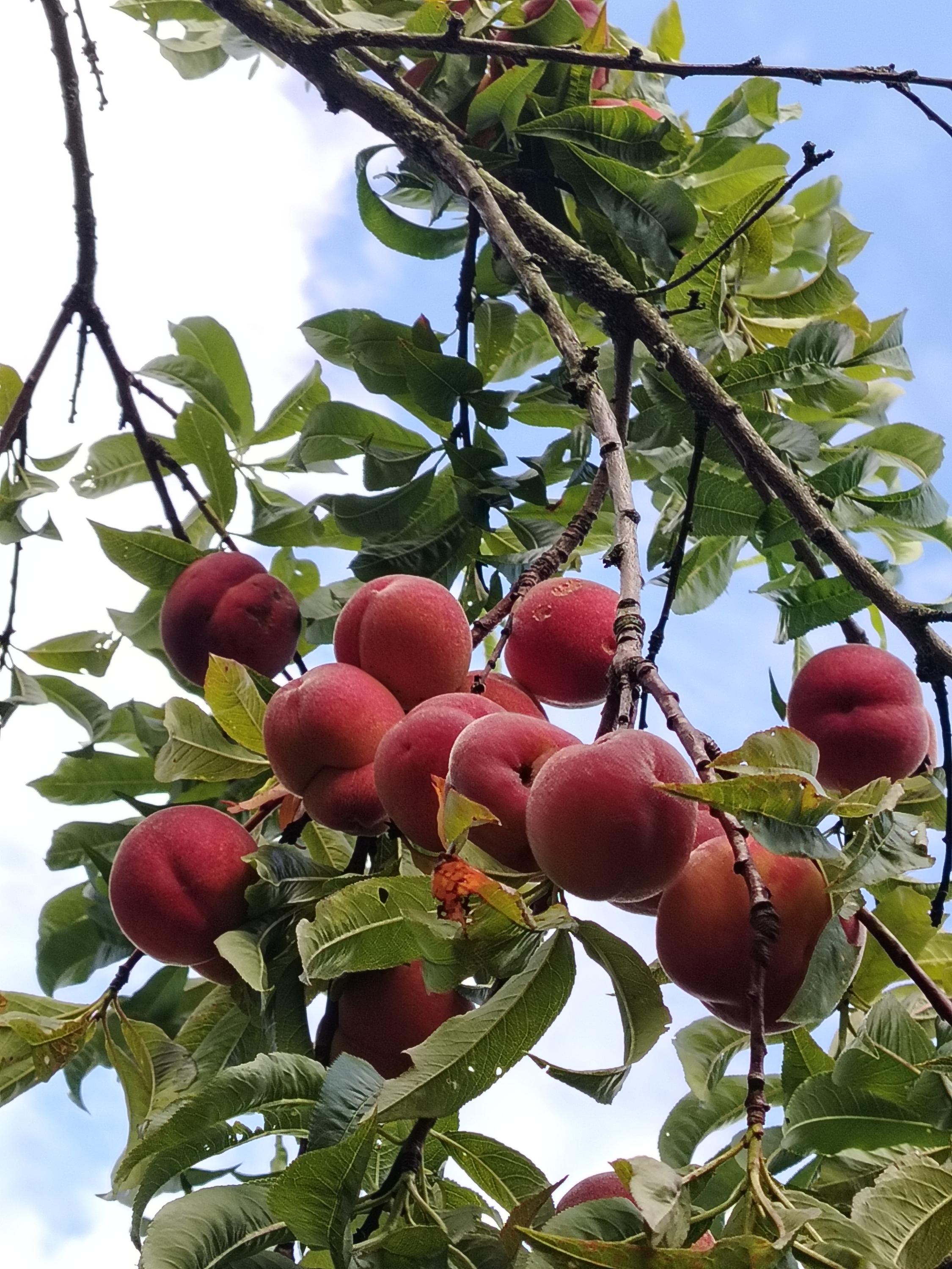 Jelenina chata foto 5