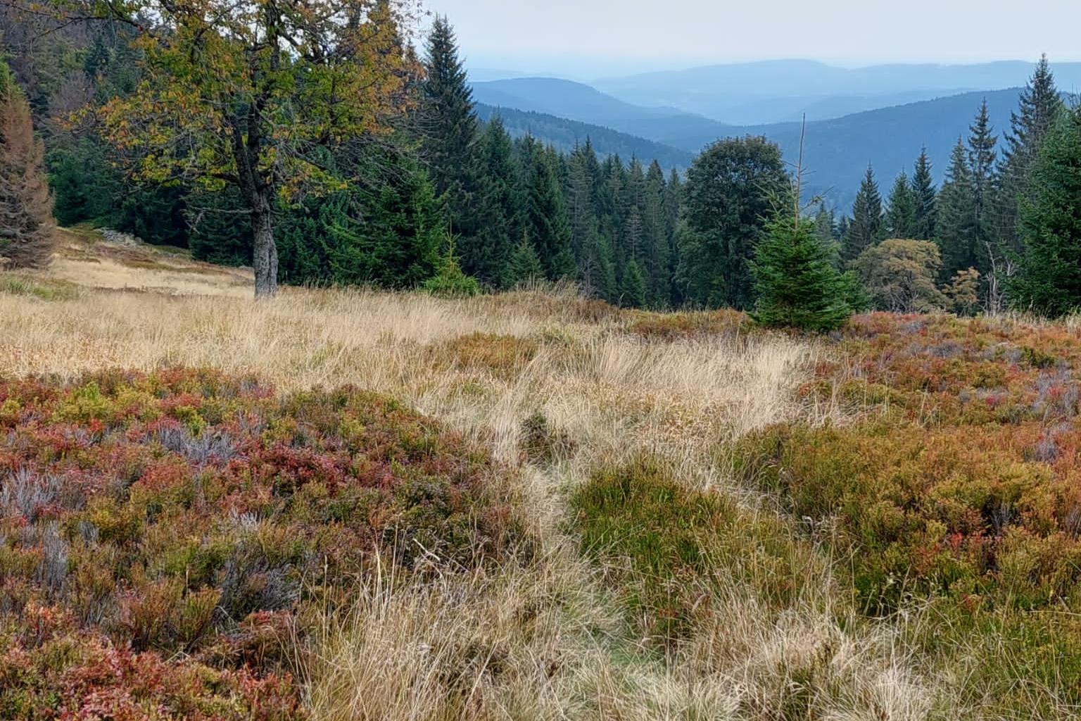 Apartmán REZE Šumava