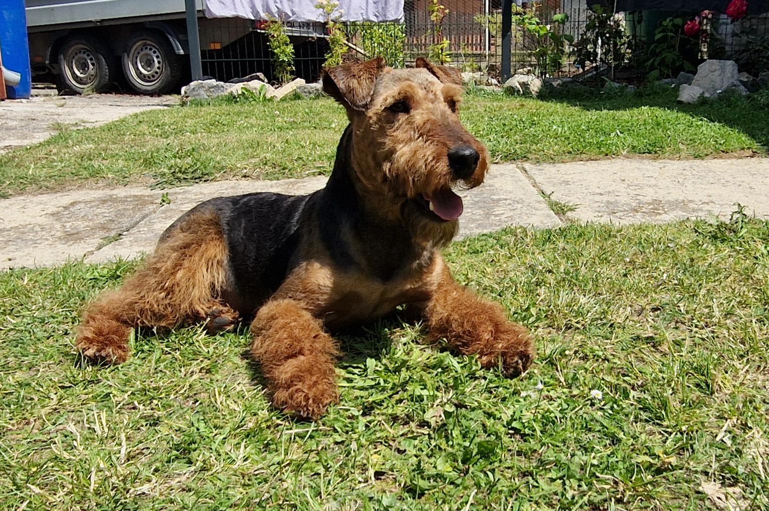 Stříhání psů Ing. Jana Knoblochová foto 1