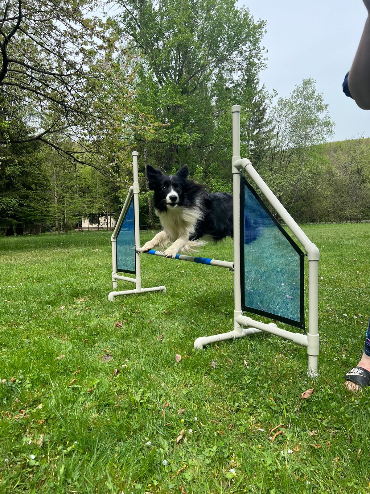 Penzion U bílého koně - chatky foto 2