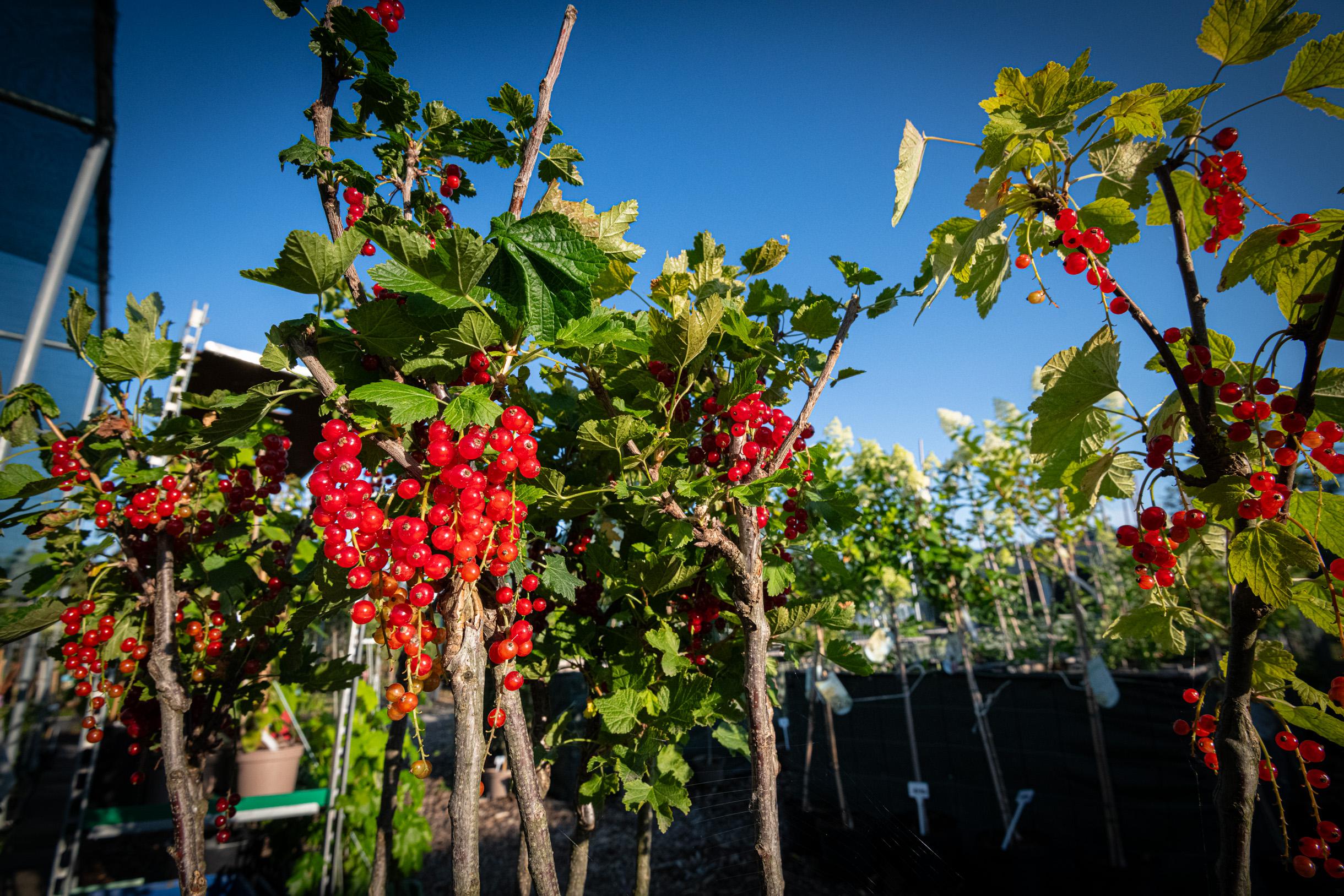 Zahradavystaviste.cz foto 6
