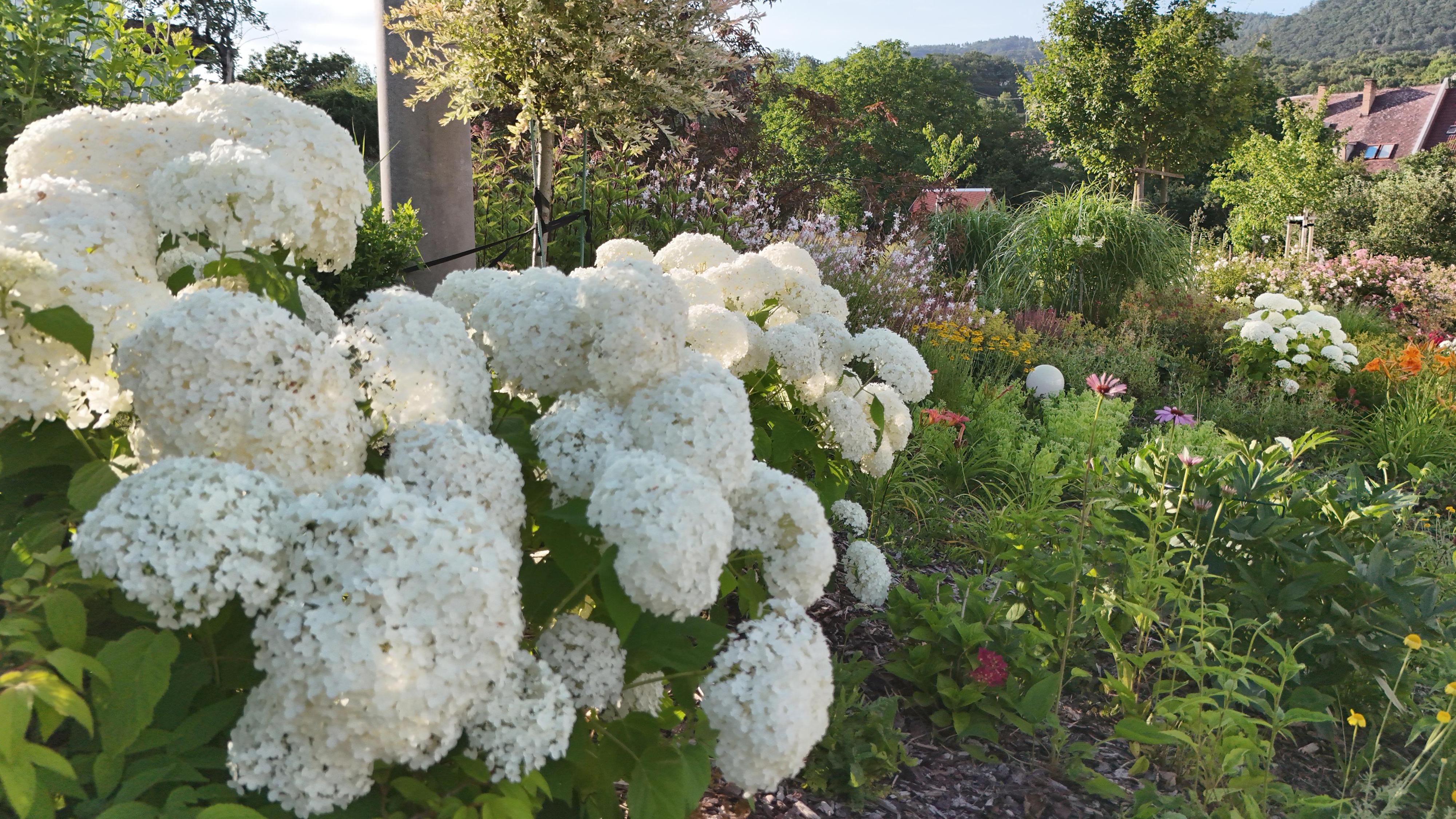Zahrady v květu foto 6