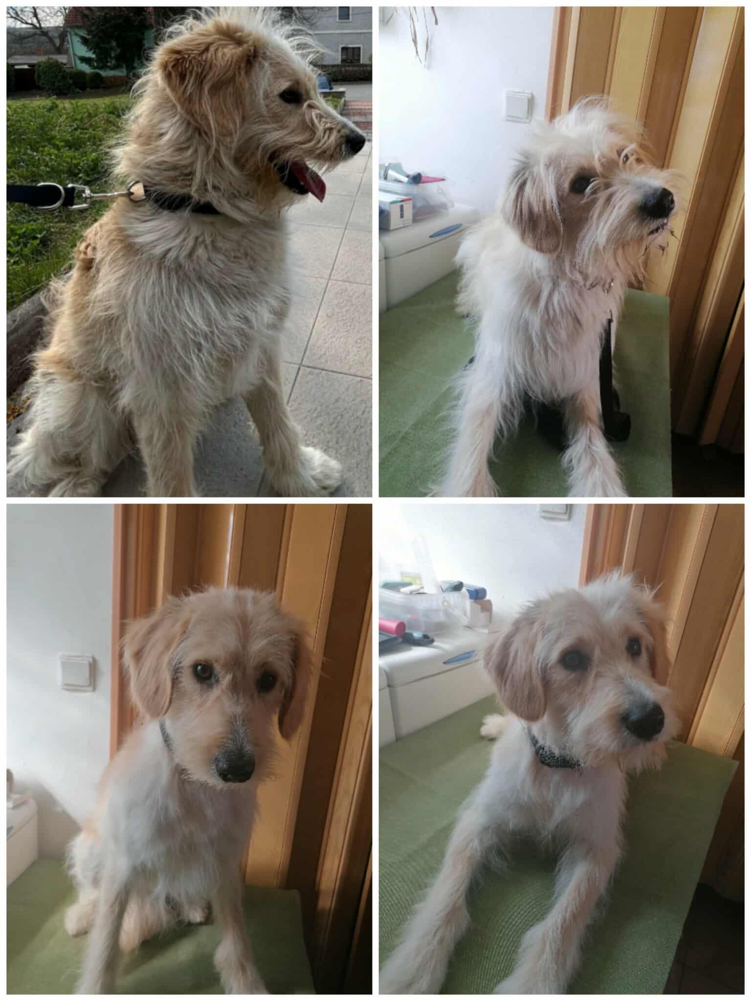 Stříhání a úprava psů Jarka Tichá foto 3