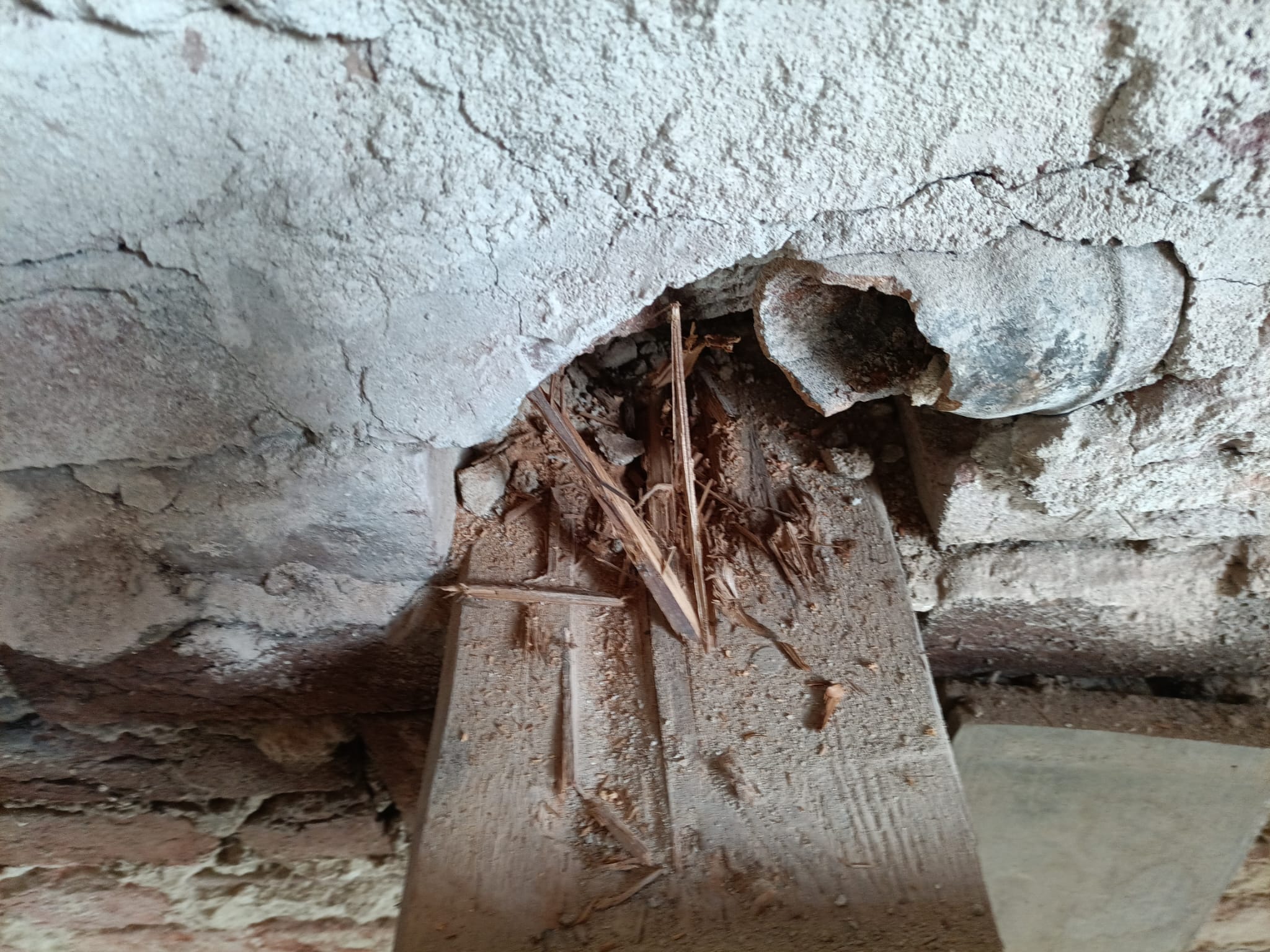 DELISA - deratizace, likvidace, sanace foto 2