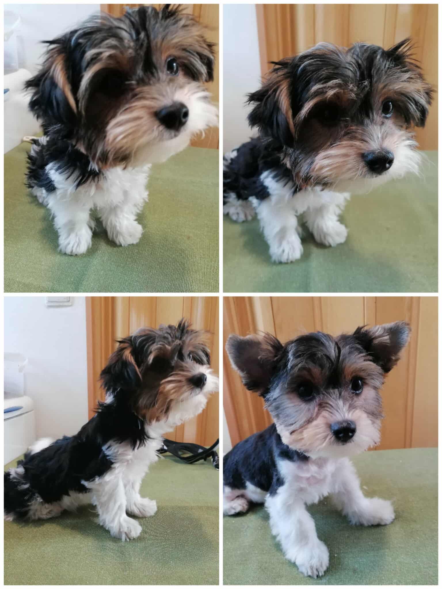 Stříhání a úprava psů Jarka Tichá foto 2