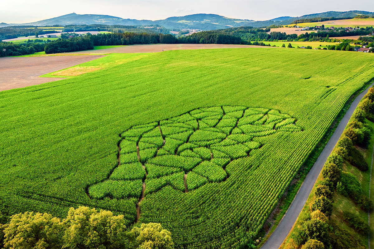 Kukuřičáci – Obří kukuřičné bludiště Turnov - Čtveřín