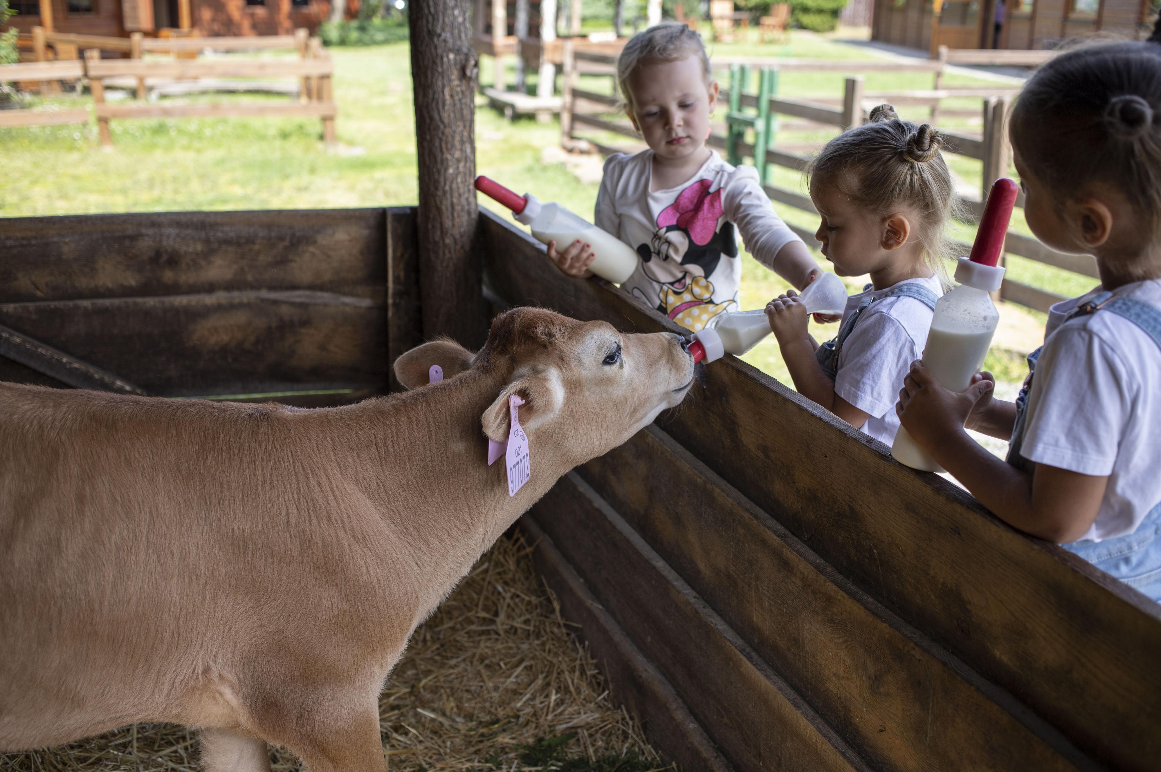 Zvířata - Svíčkárna Rodas s.r.o.
