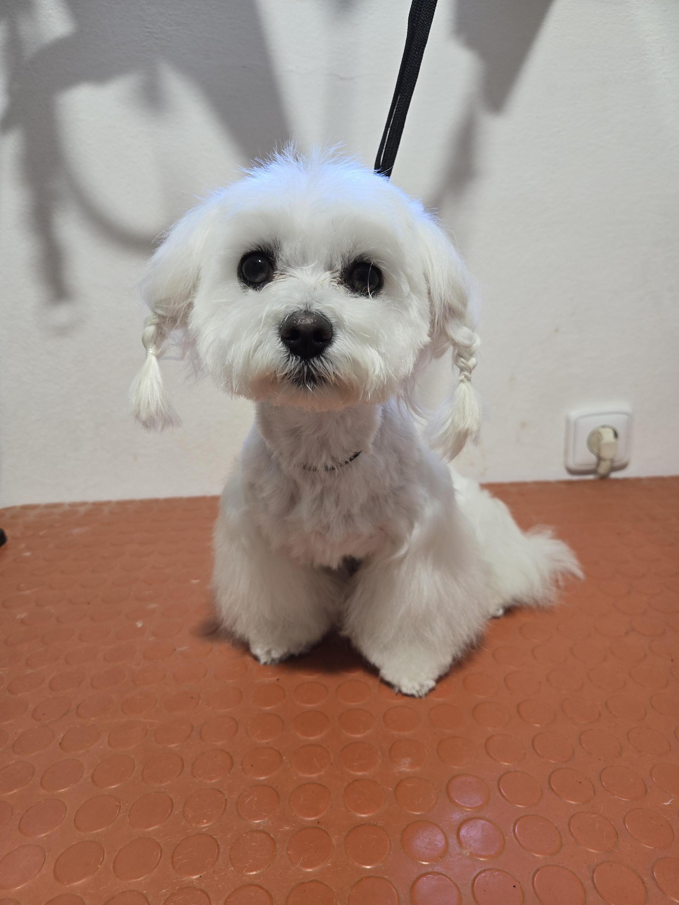 Petra Kratochvílová stříhání psů foto 3