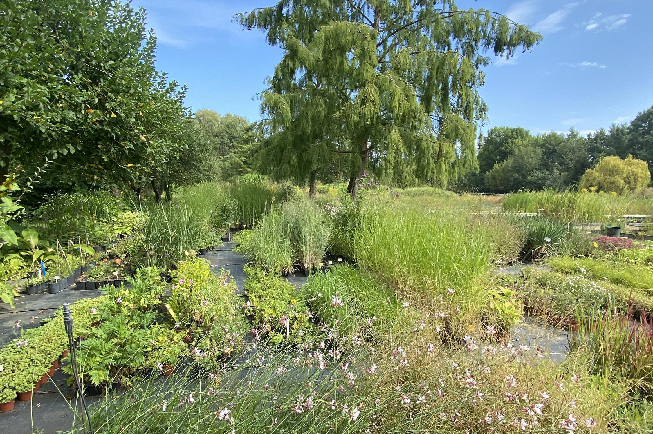 Vodní zahrada Komořany