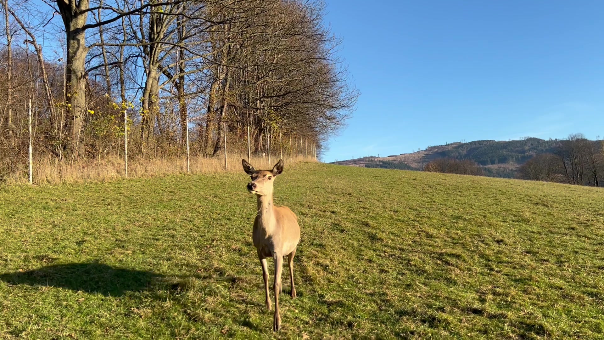 Jelení safari - Koukej farma foto 2 (náhled videa)