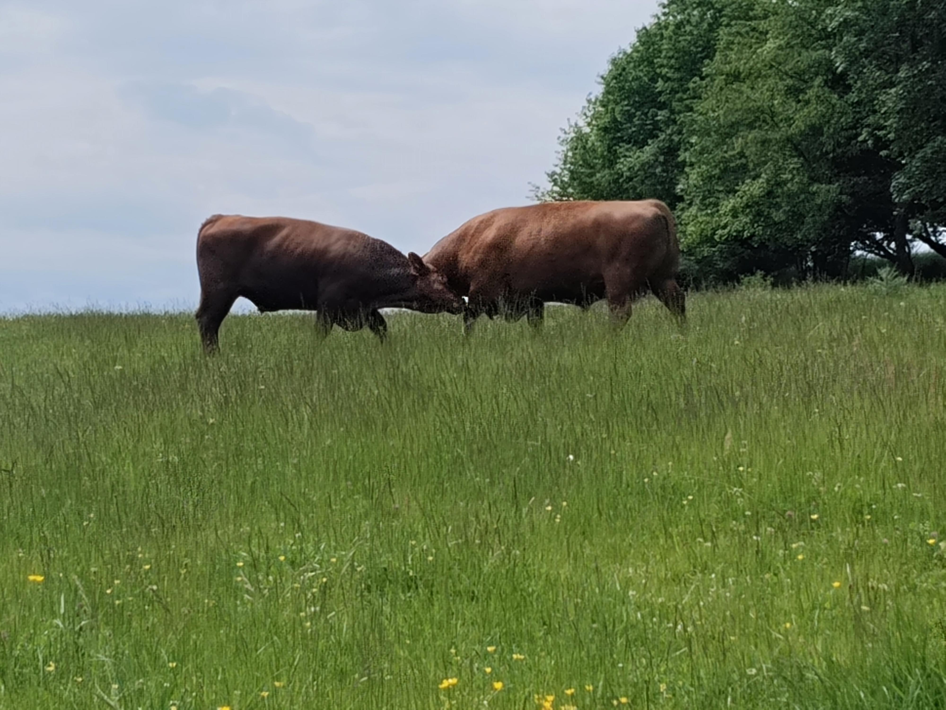 Bio farma Bedřichov foto 2
