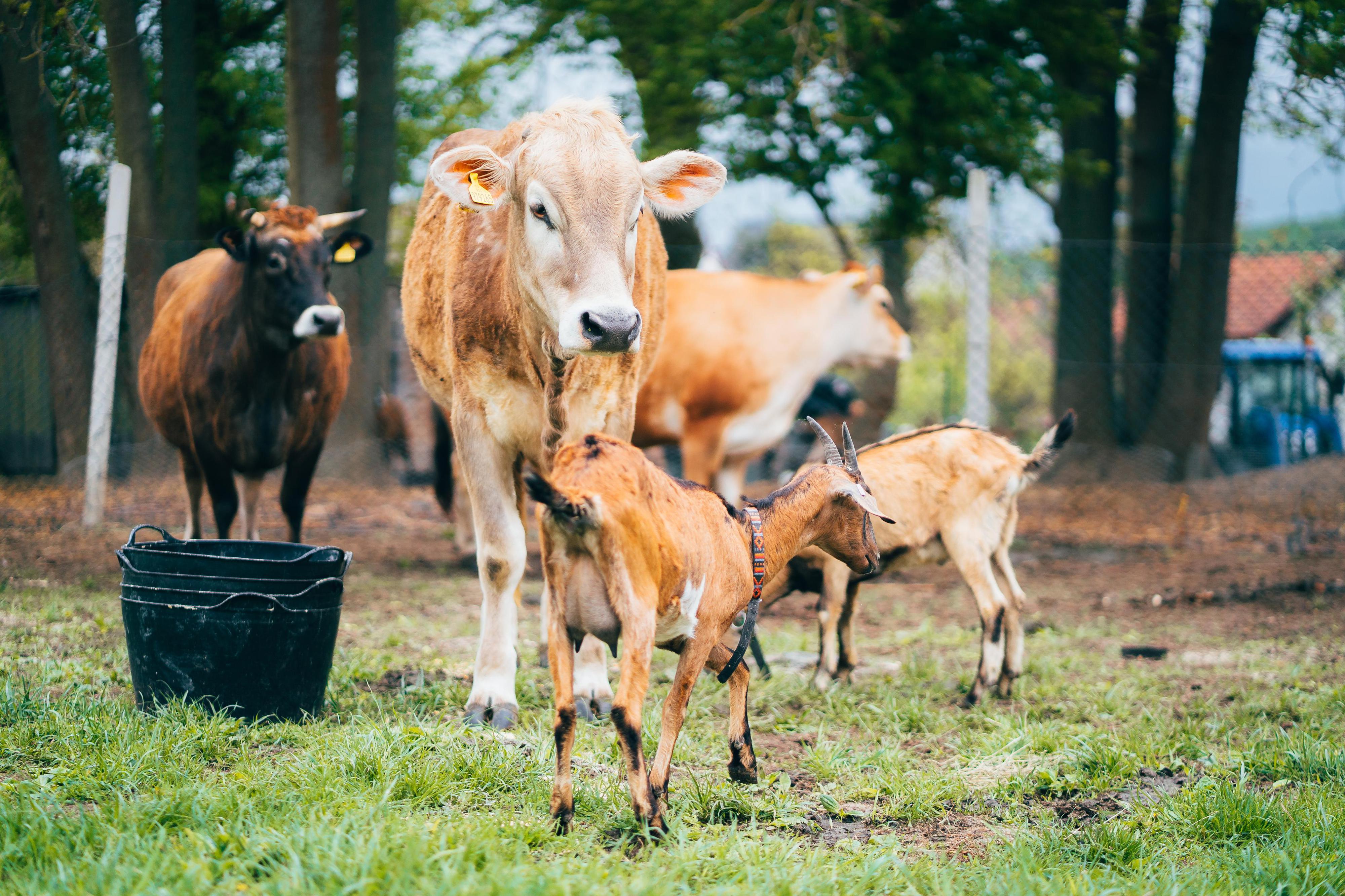 BIOfarma Mlsná koza