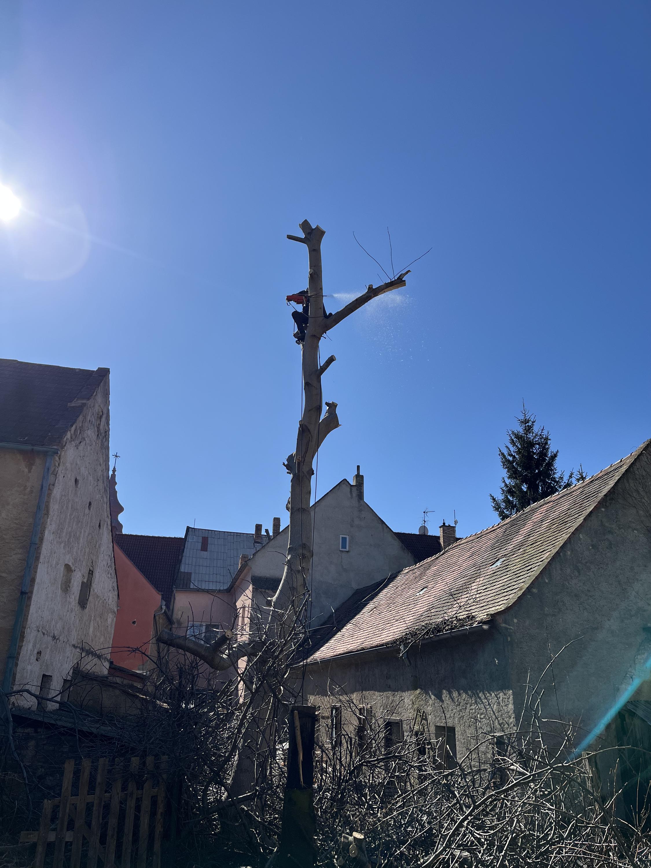 Rizikové kácení stromů a výškové práce Václav Tomšík foto 3