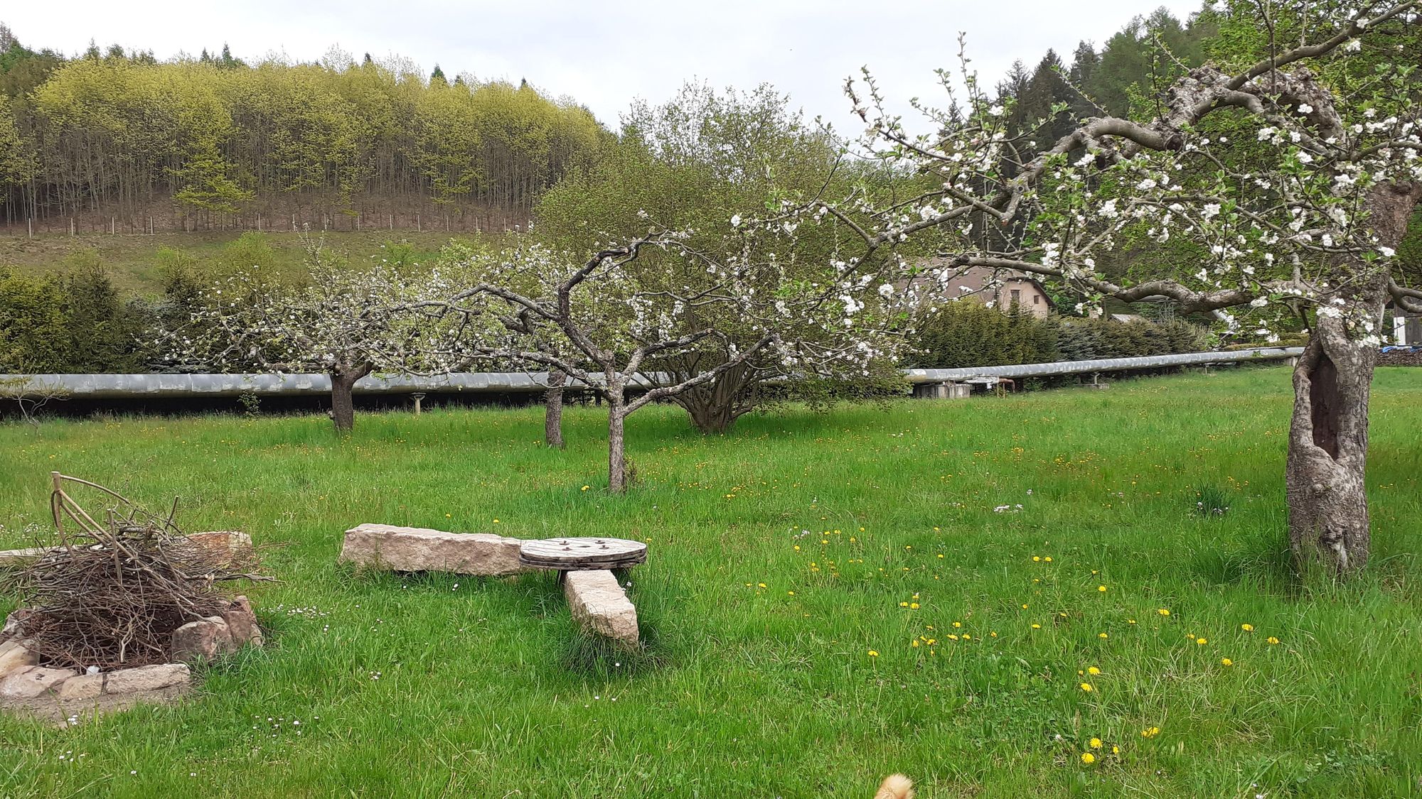 Tábořiště v ovocném sadu