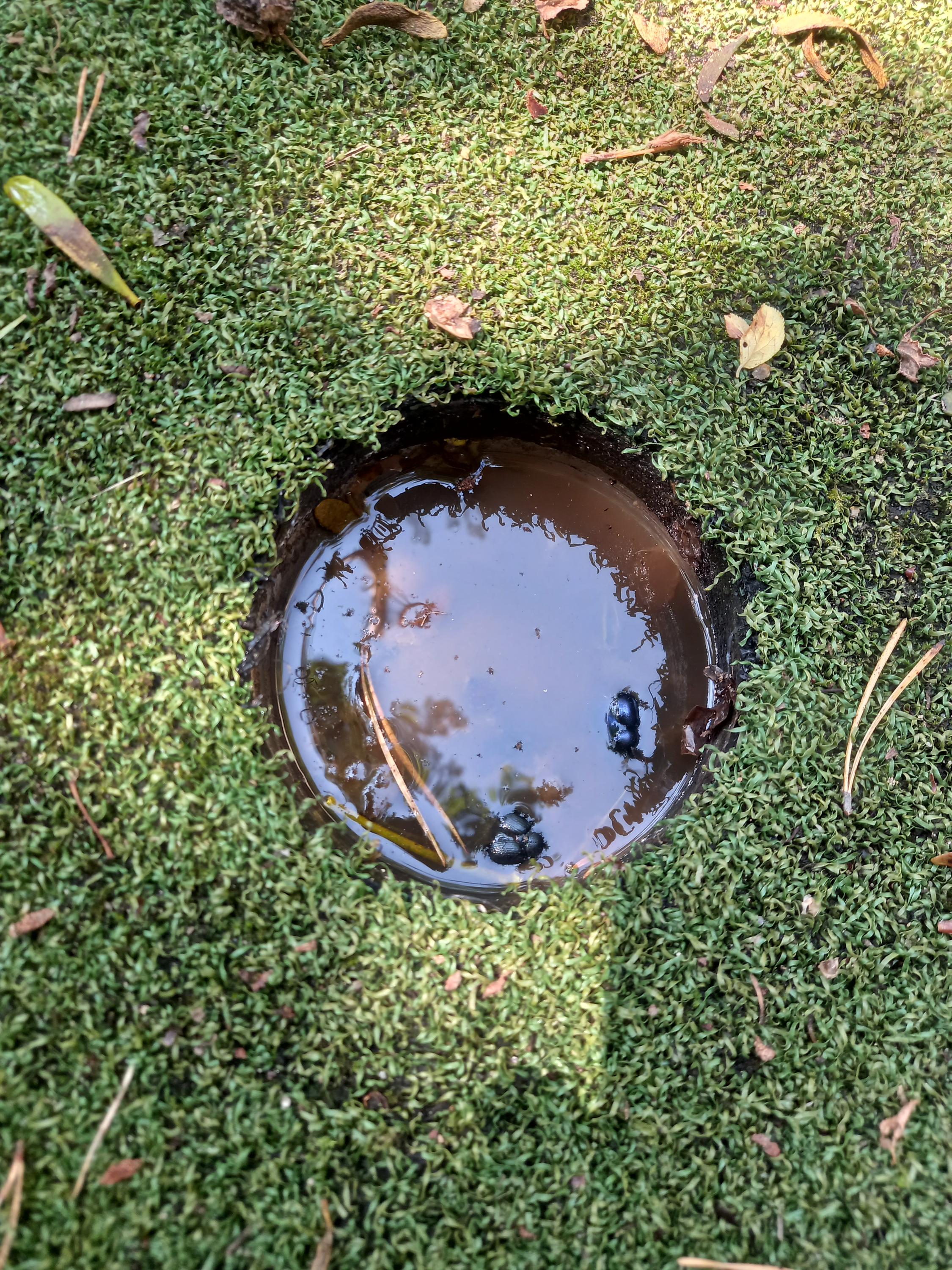 Lesní Minigolf foto 6