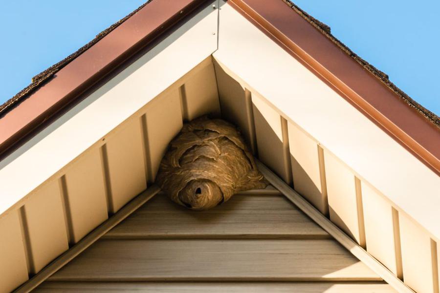 Odstranění vosího, nebo sršního hnízda