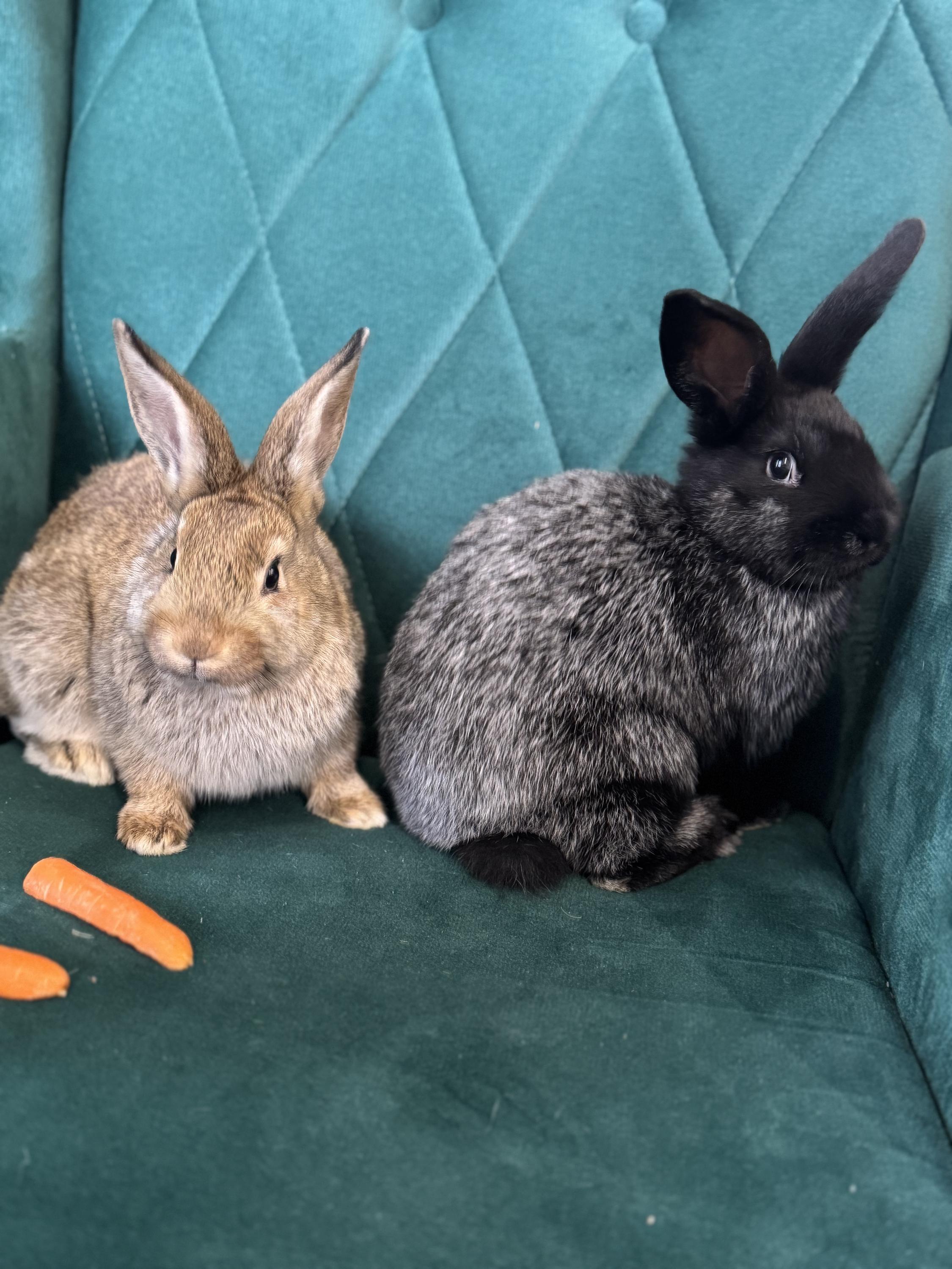 Kavárna Peřeje foto 4