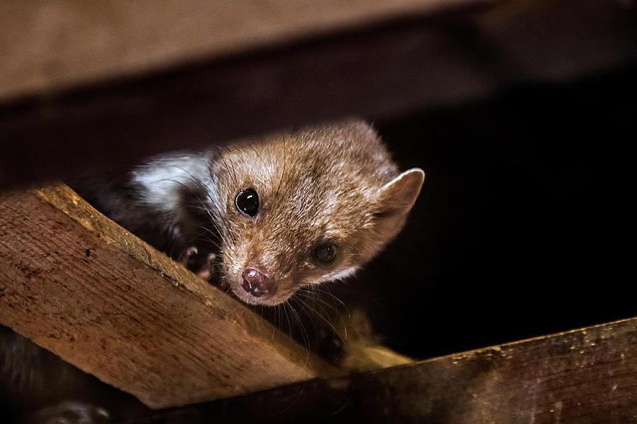 Instalace účinné ochrany proti kunám