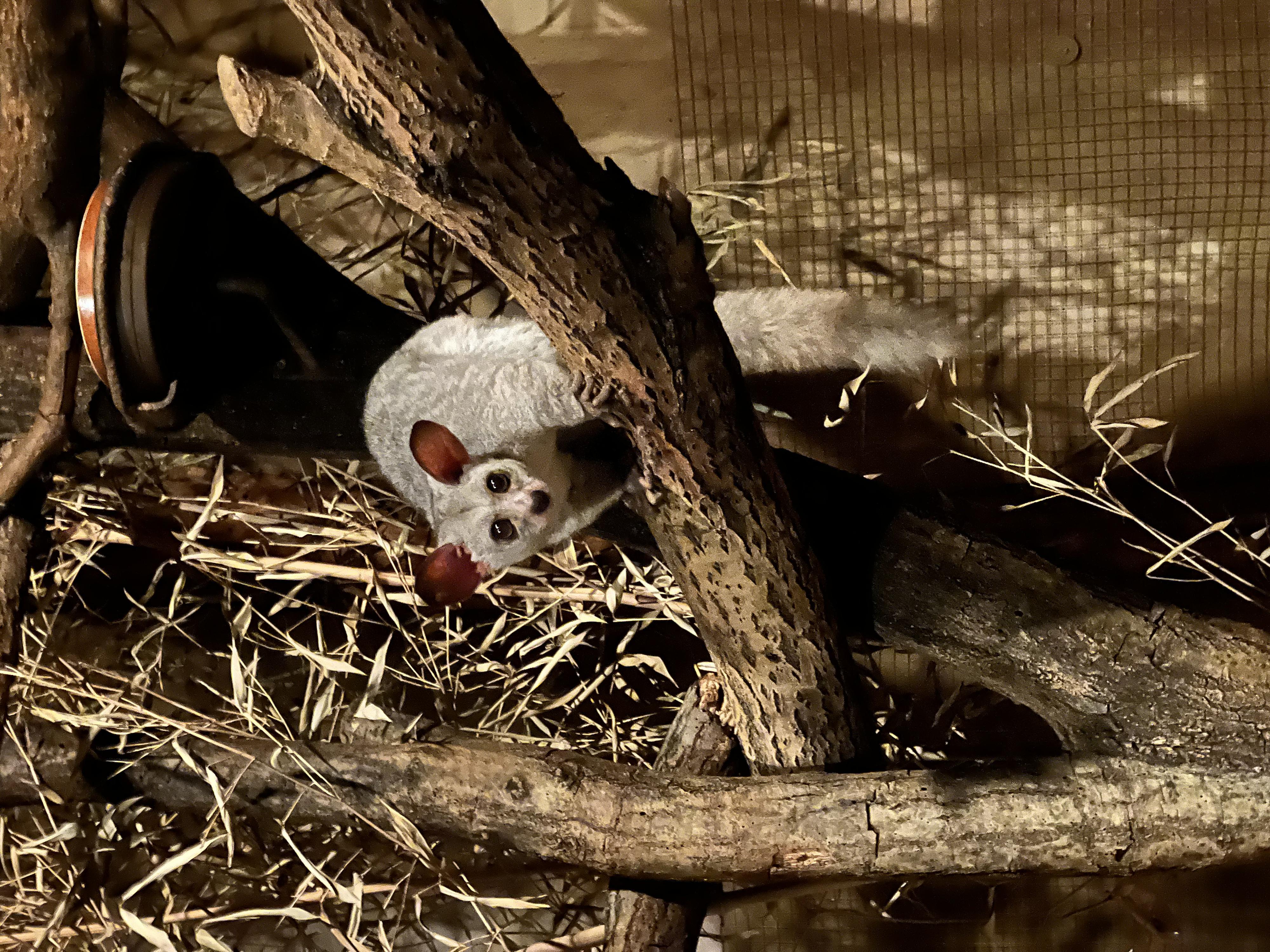 Safari Park Dvůr Králové foto 4