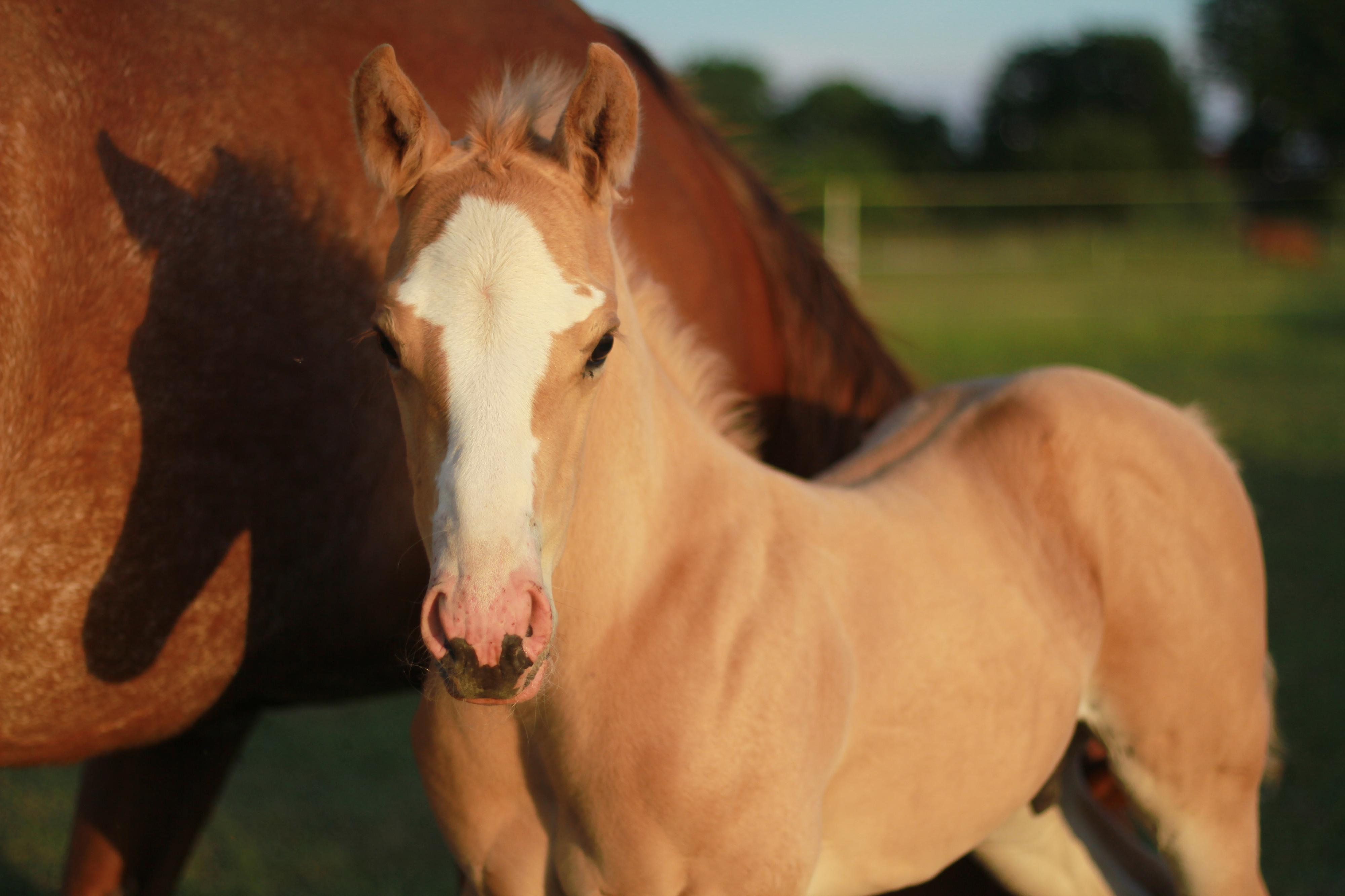 Mustang Trace foto 2