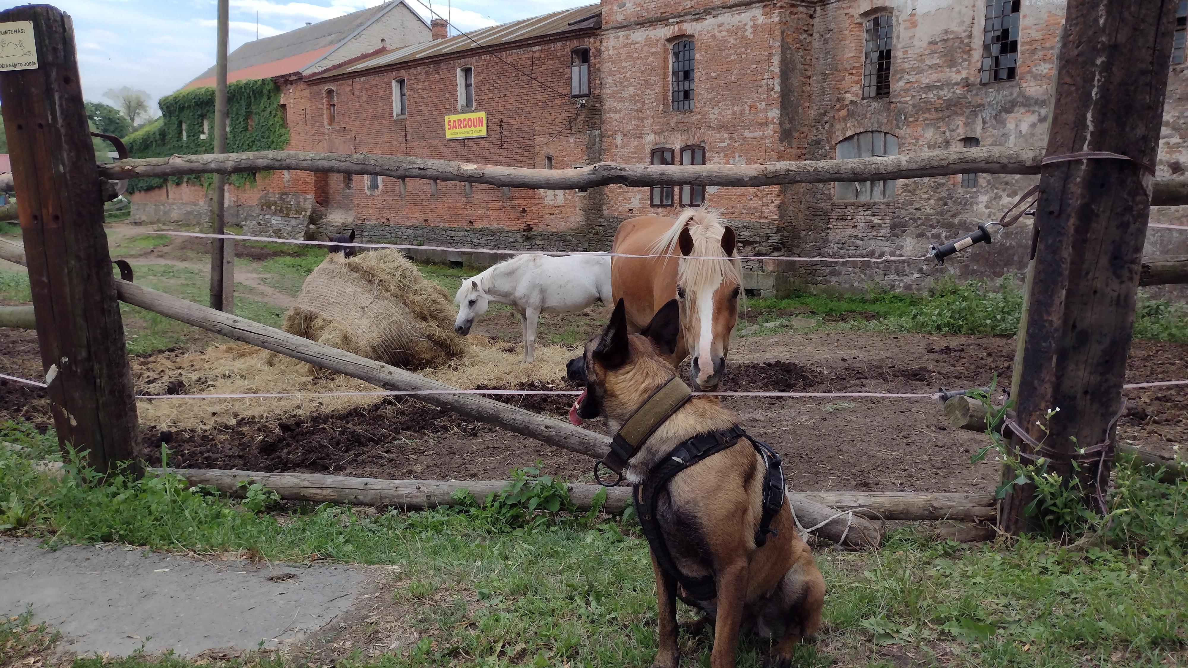 Hanácký jezdecký klub Litovel