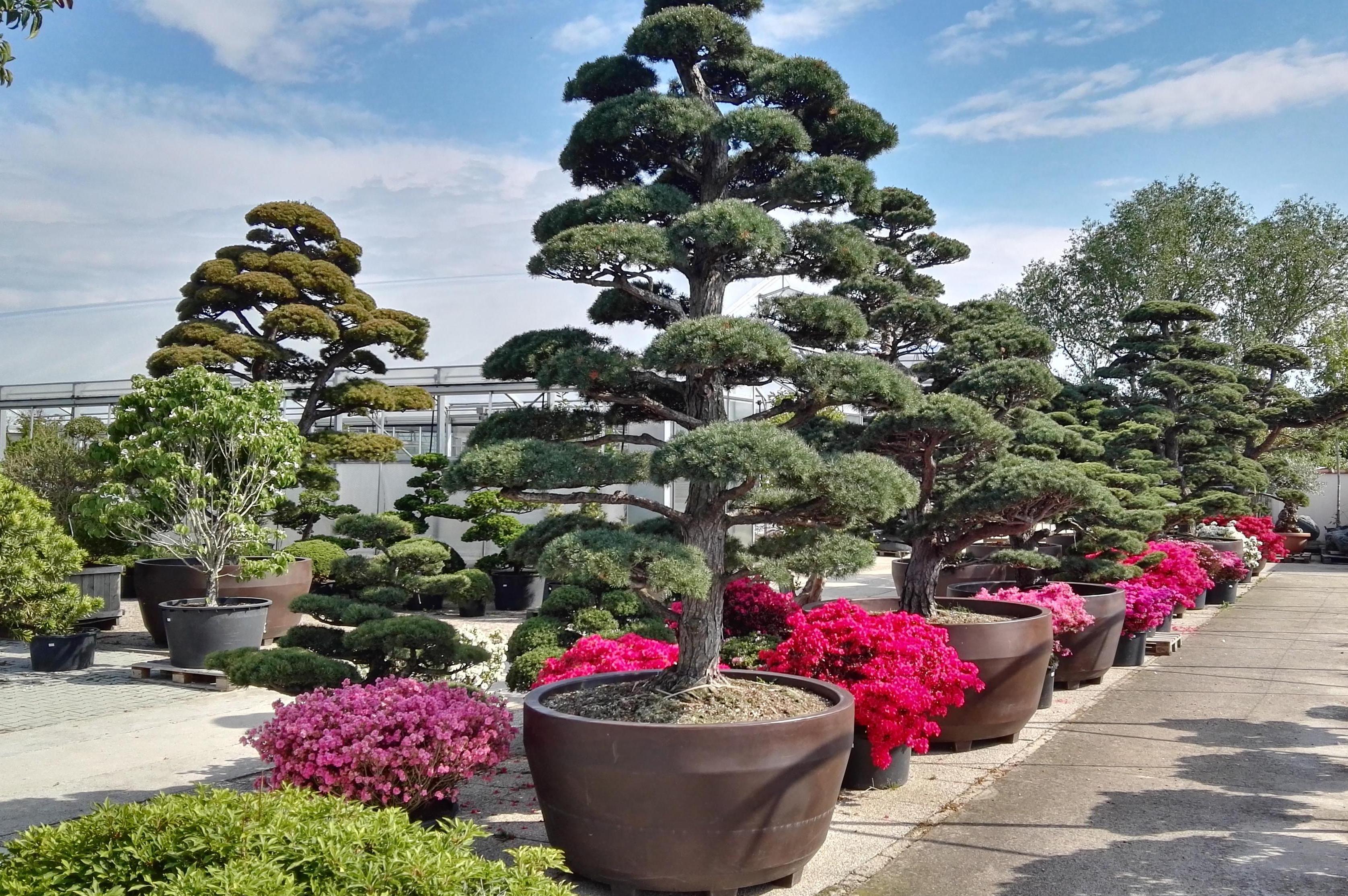 Bambus centrum Kastner