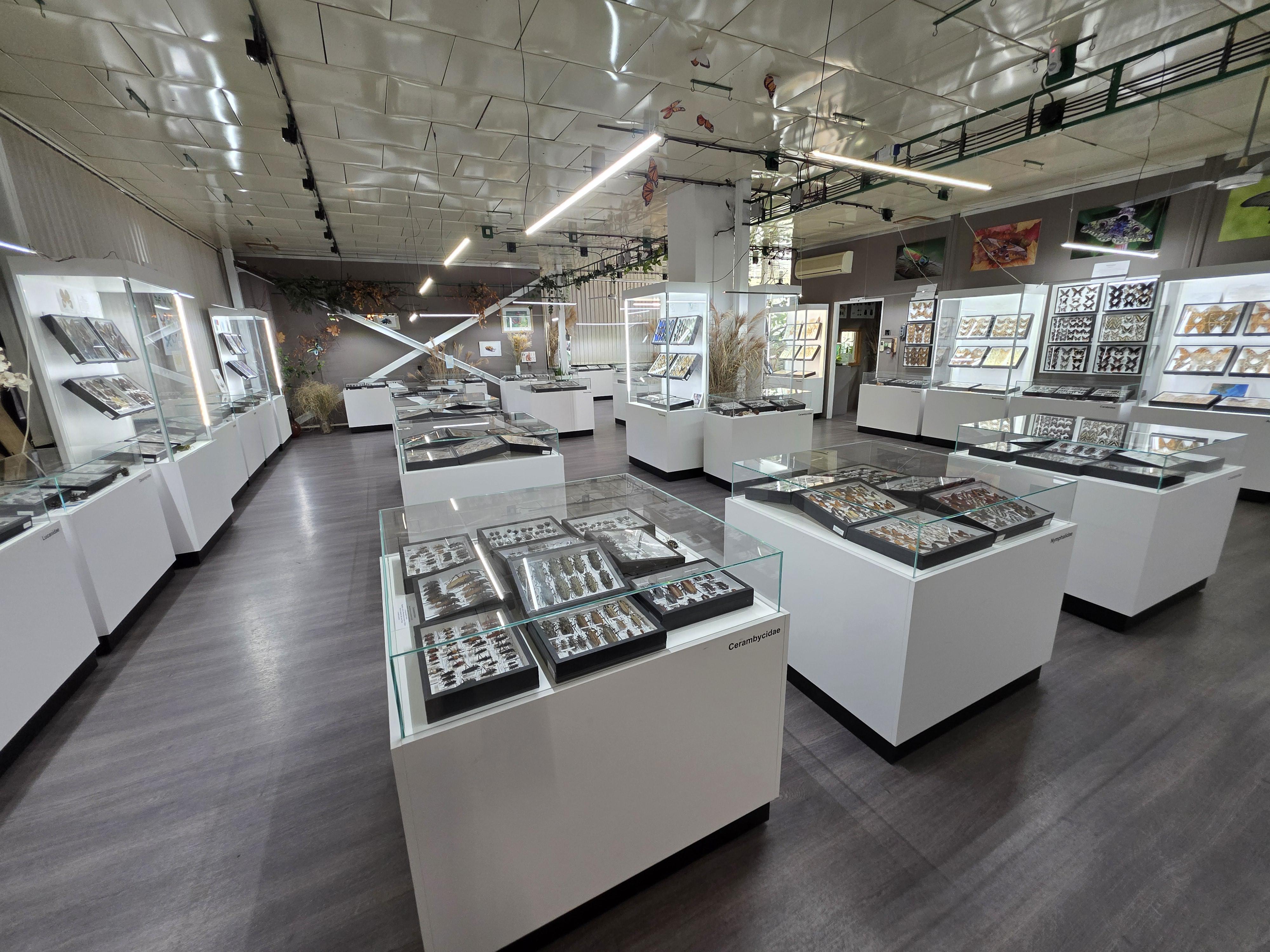 Muzeum motýlů a brouků Hlinsko foto 4