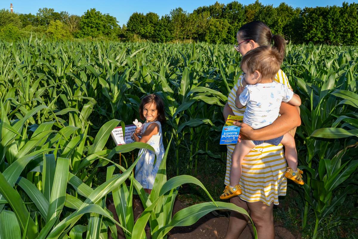 Kukuřičáci – Obří kukuřičné bludiště Kutná Hora