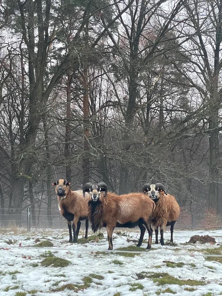 OWL HILL RANCH foto 6