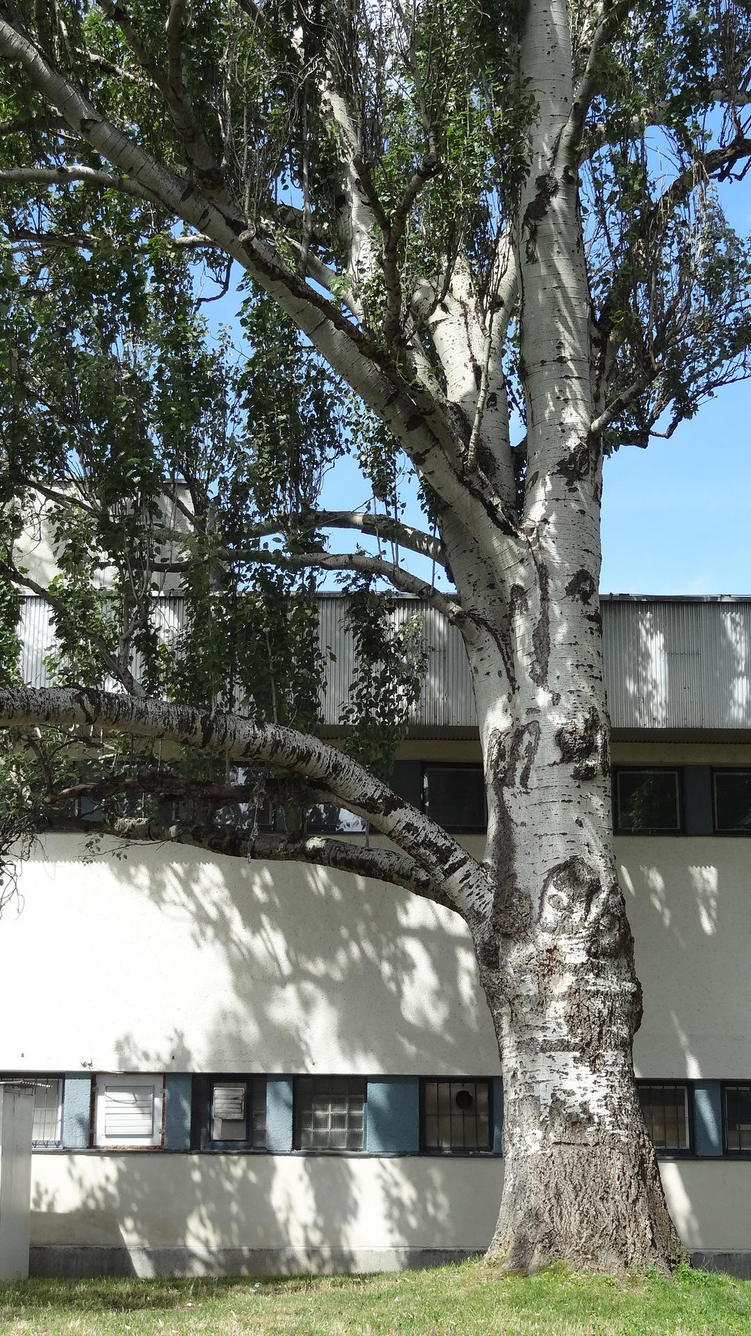 COOP - Jednota, spotřební družstvo v Mikulově foto 5